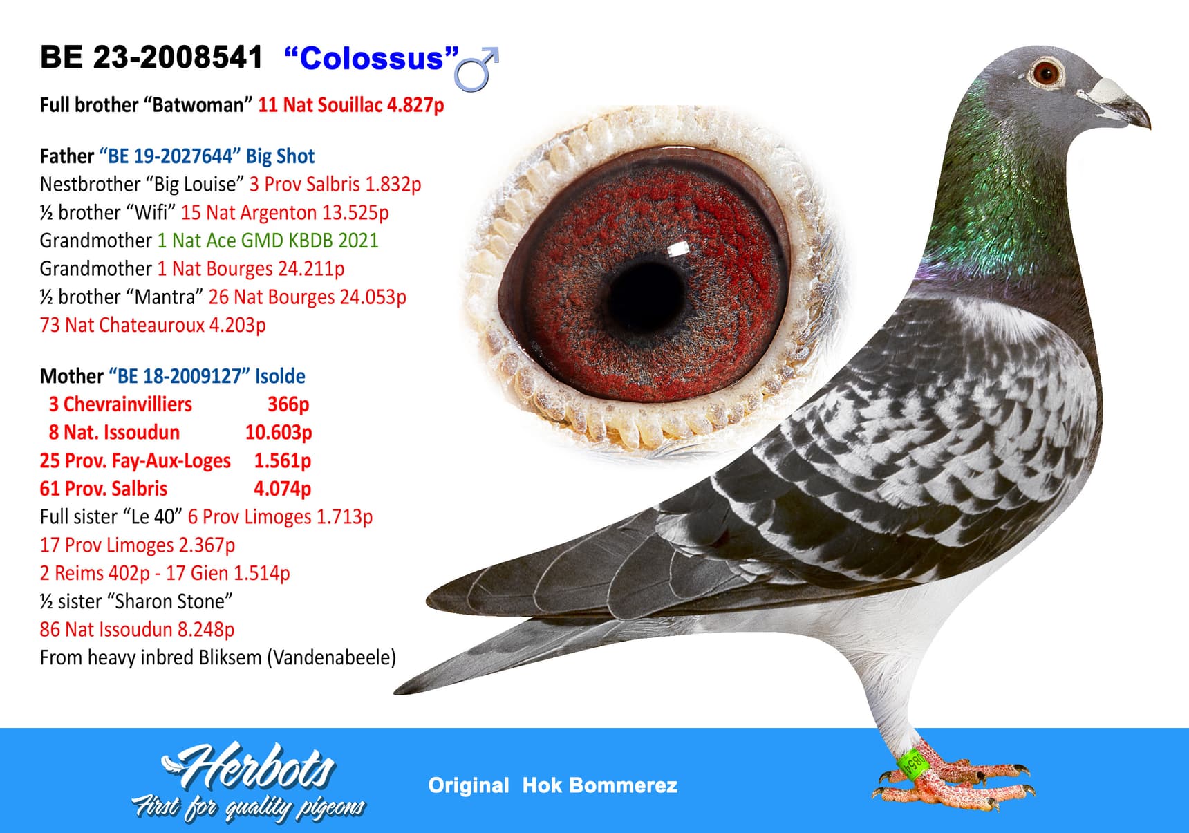 pigeon: undefined