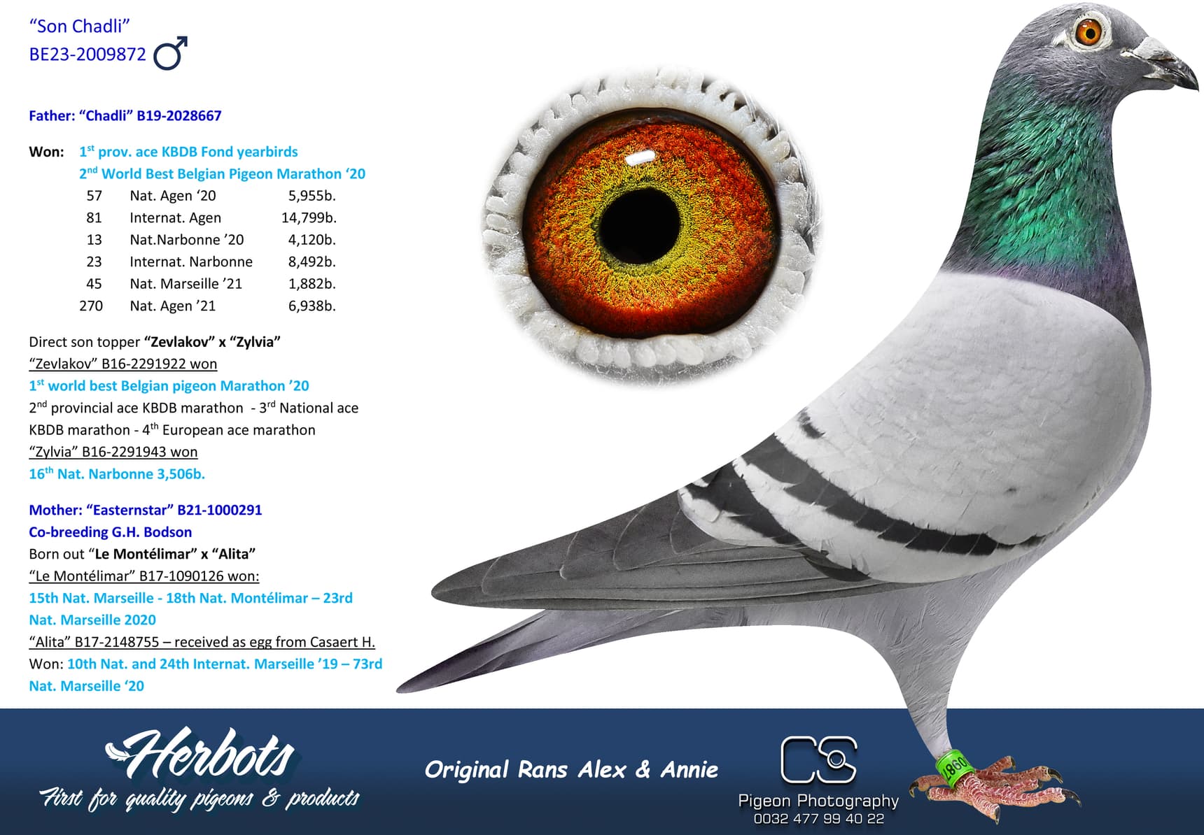 pigeon: undefined