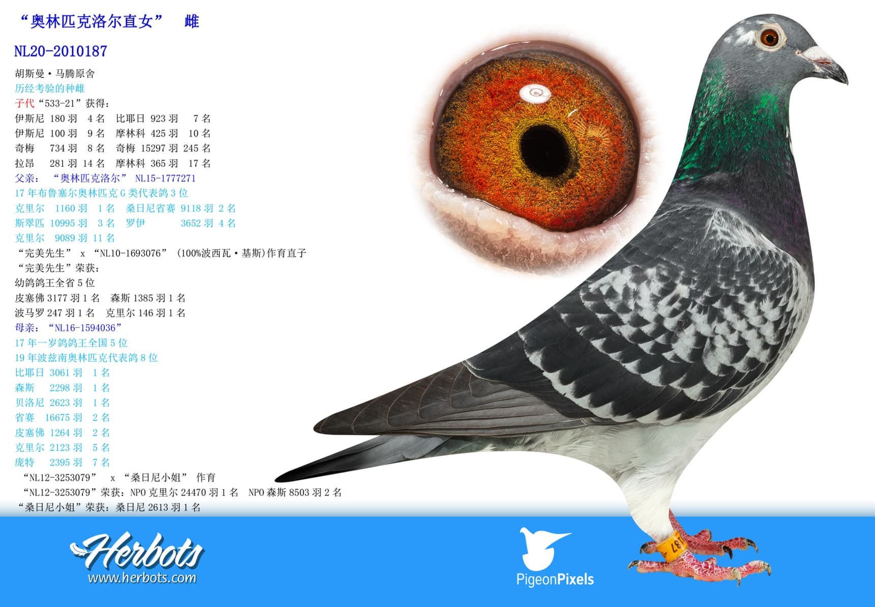 pigeon: undefined