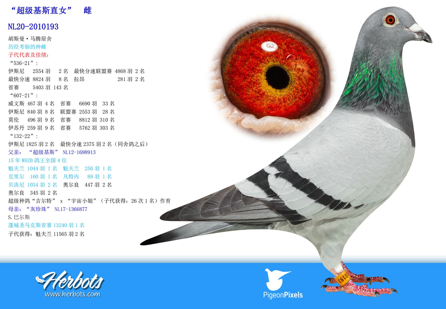 pigeon: undefined