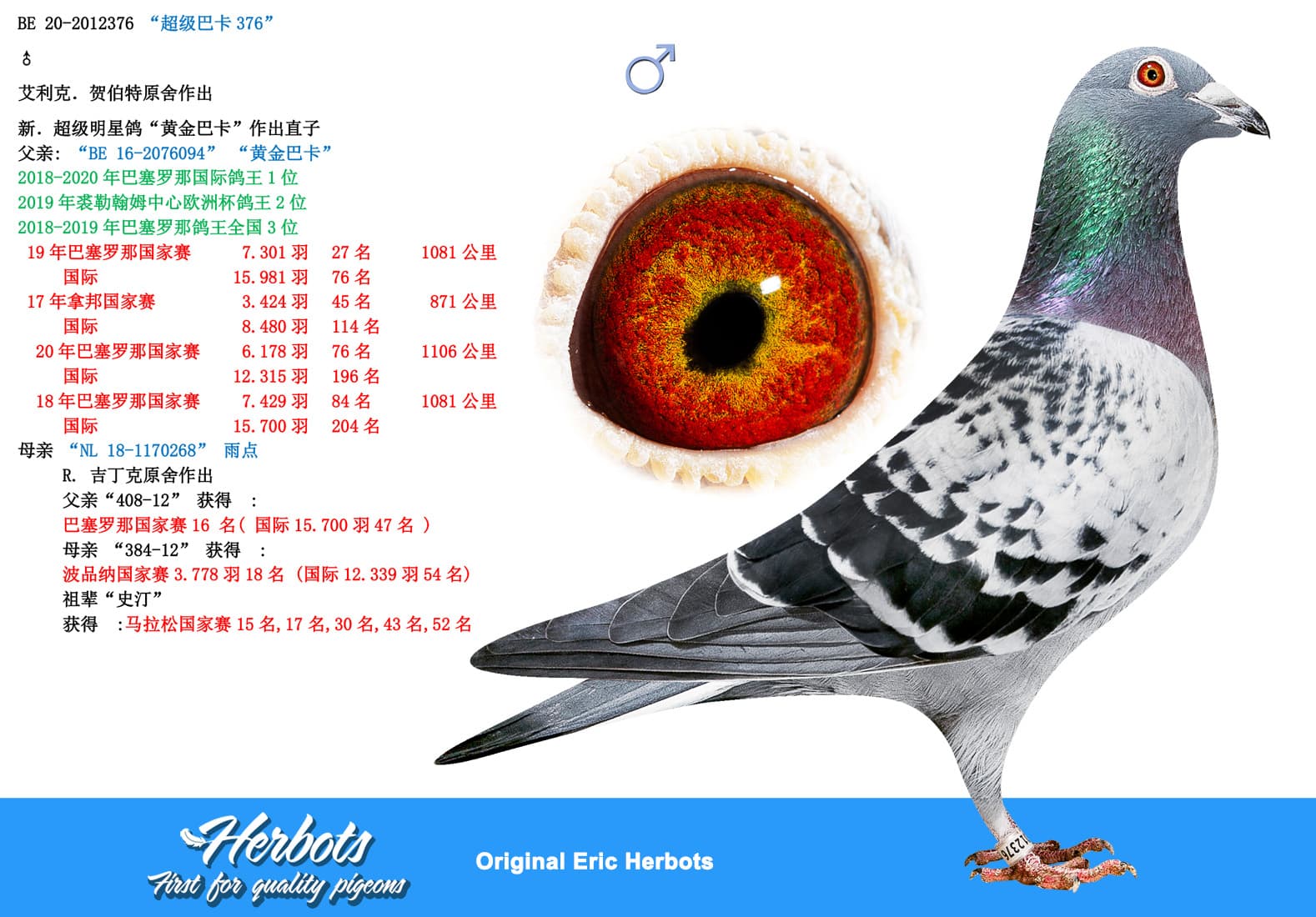 pigeon: undefined
