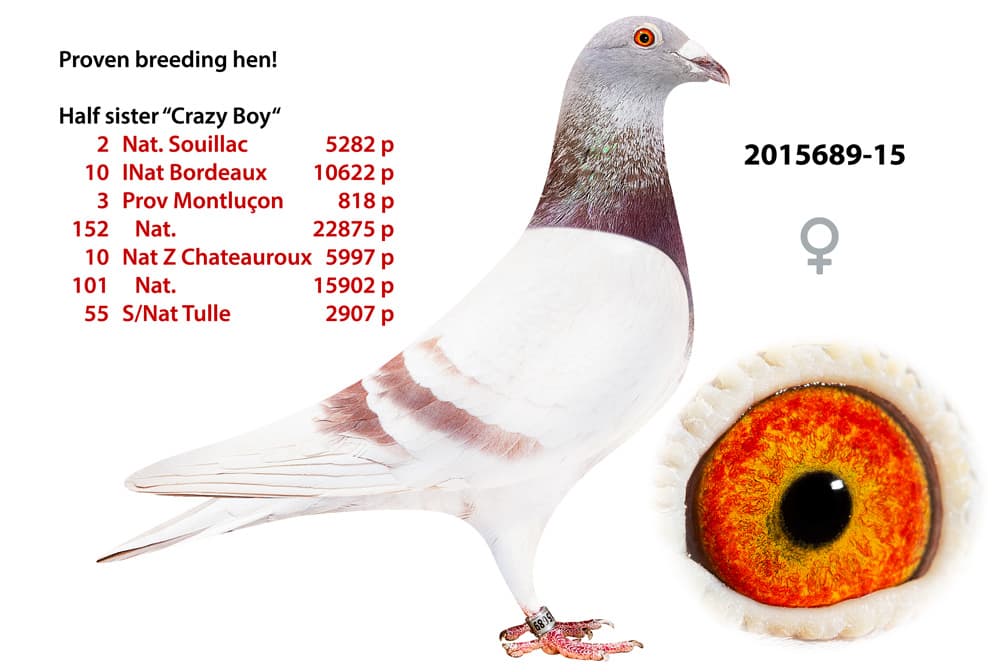 pigeon: undefined