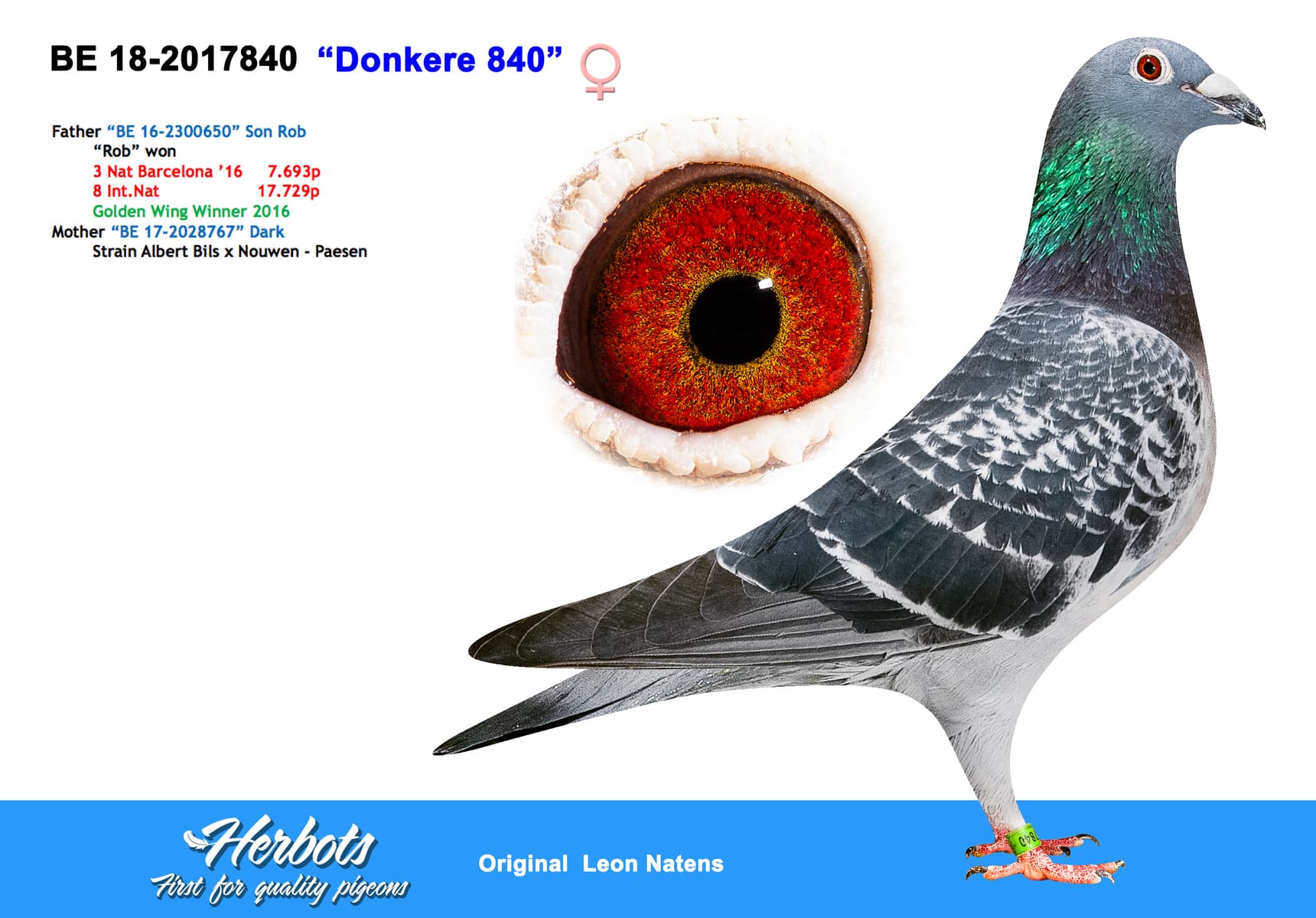 pigeon: undefined