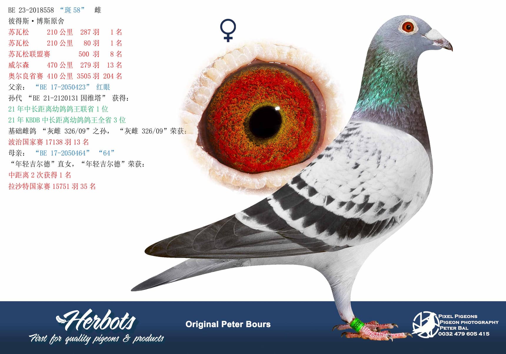pigeon: undefined