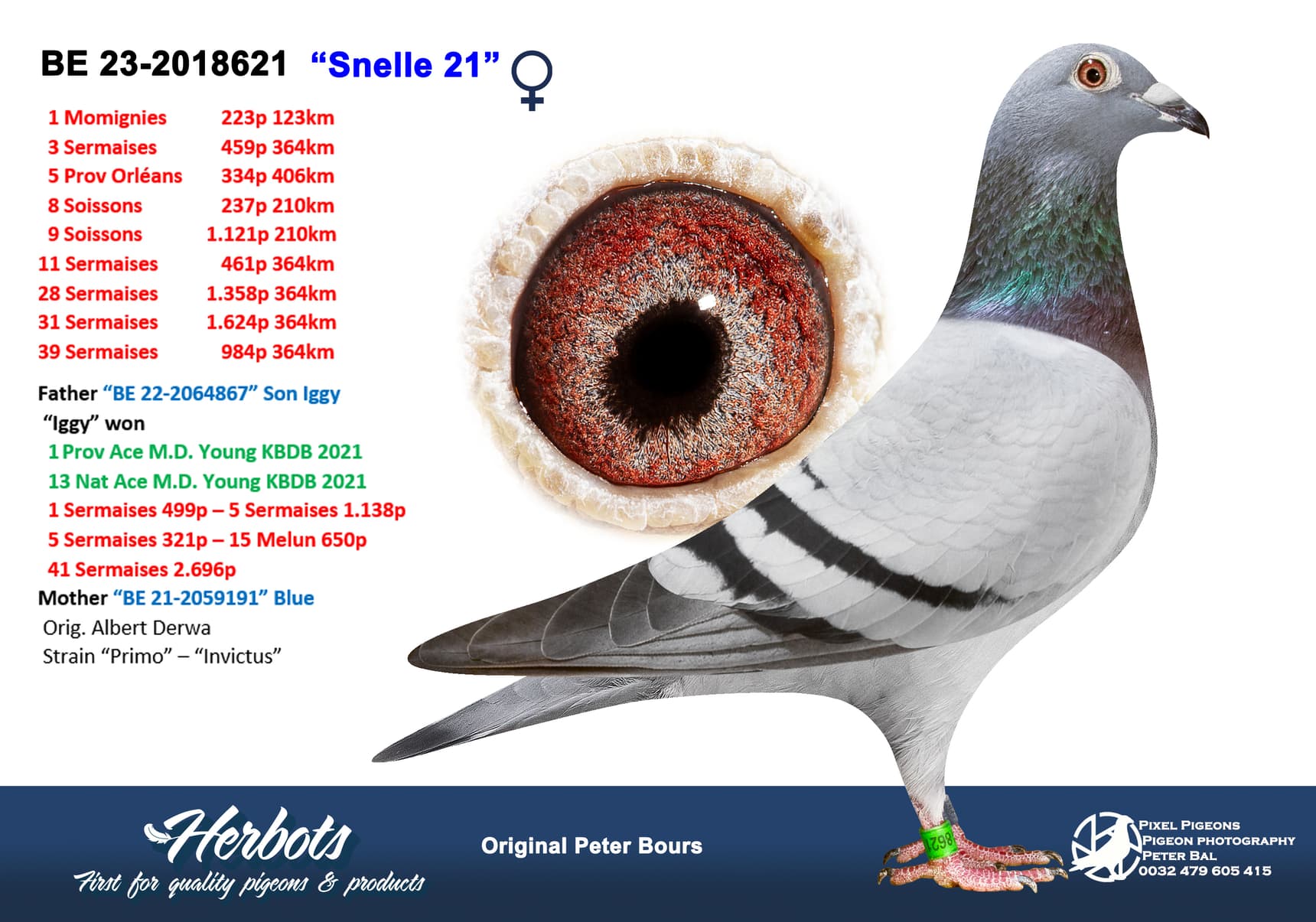 pigeon: “Snelle 21”