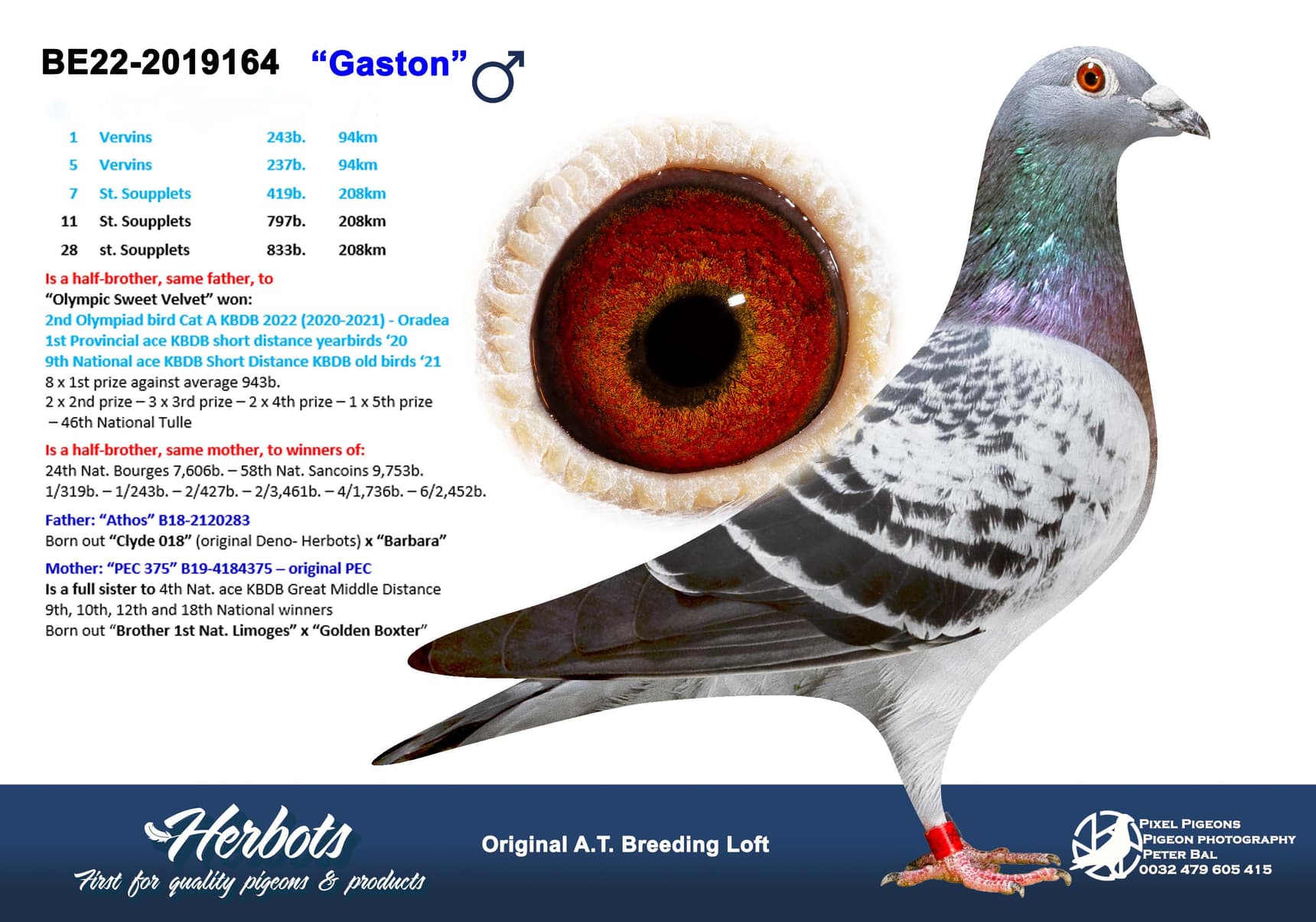 pigeon: undefined
