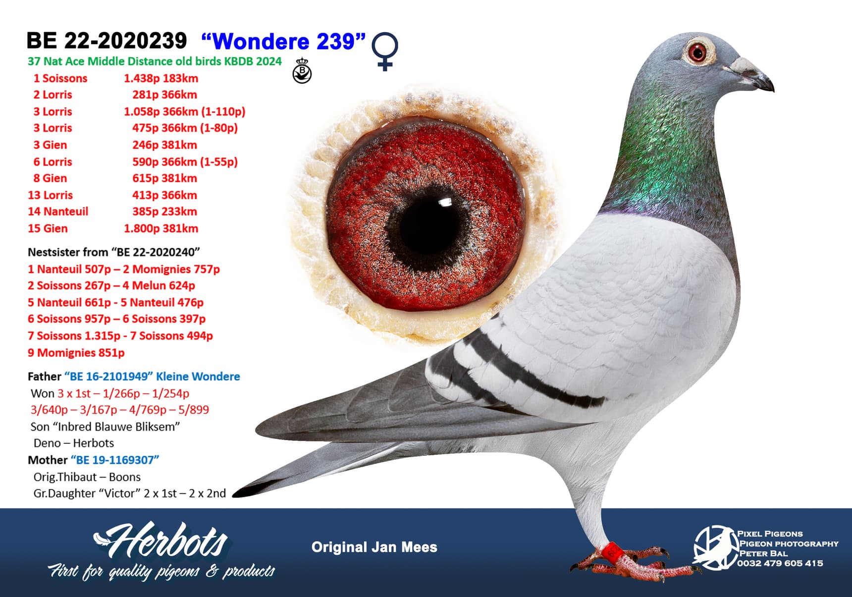 pigeon: undefined