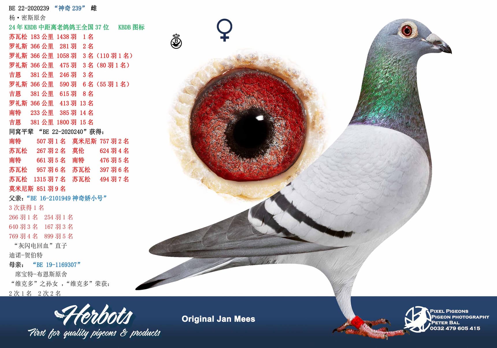 pigeon: undefined