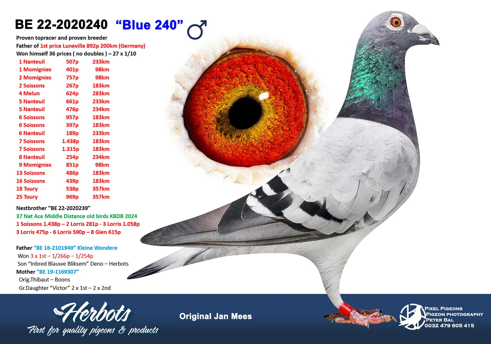 pigeon: undefined