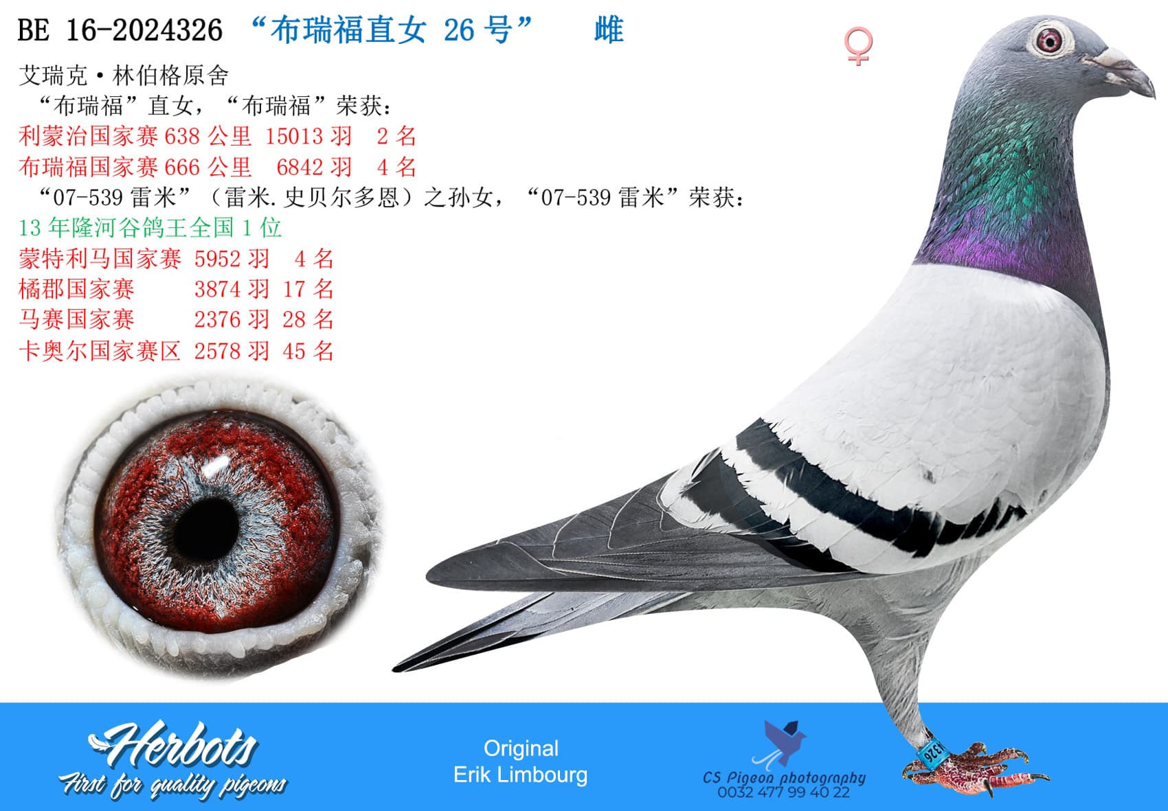 pigeon: undefined