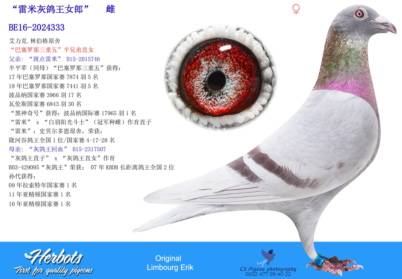 pigeon: undefined