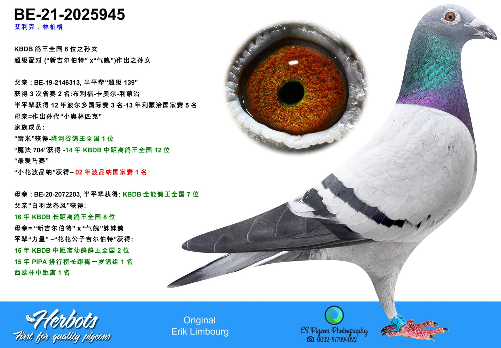 pigeon: undefined