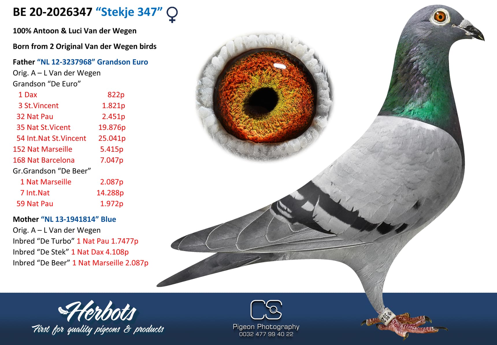 pigeon: undefined