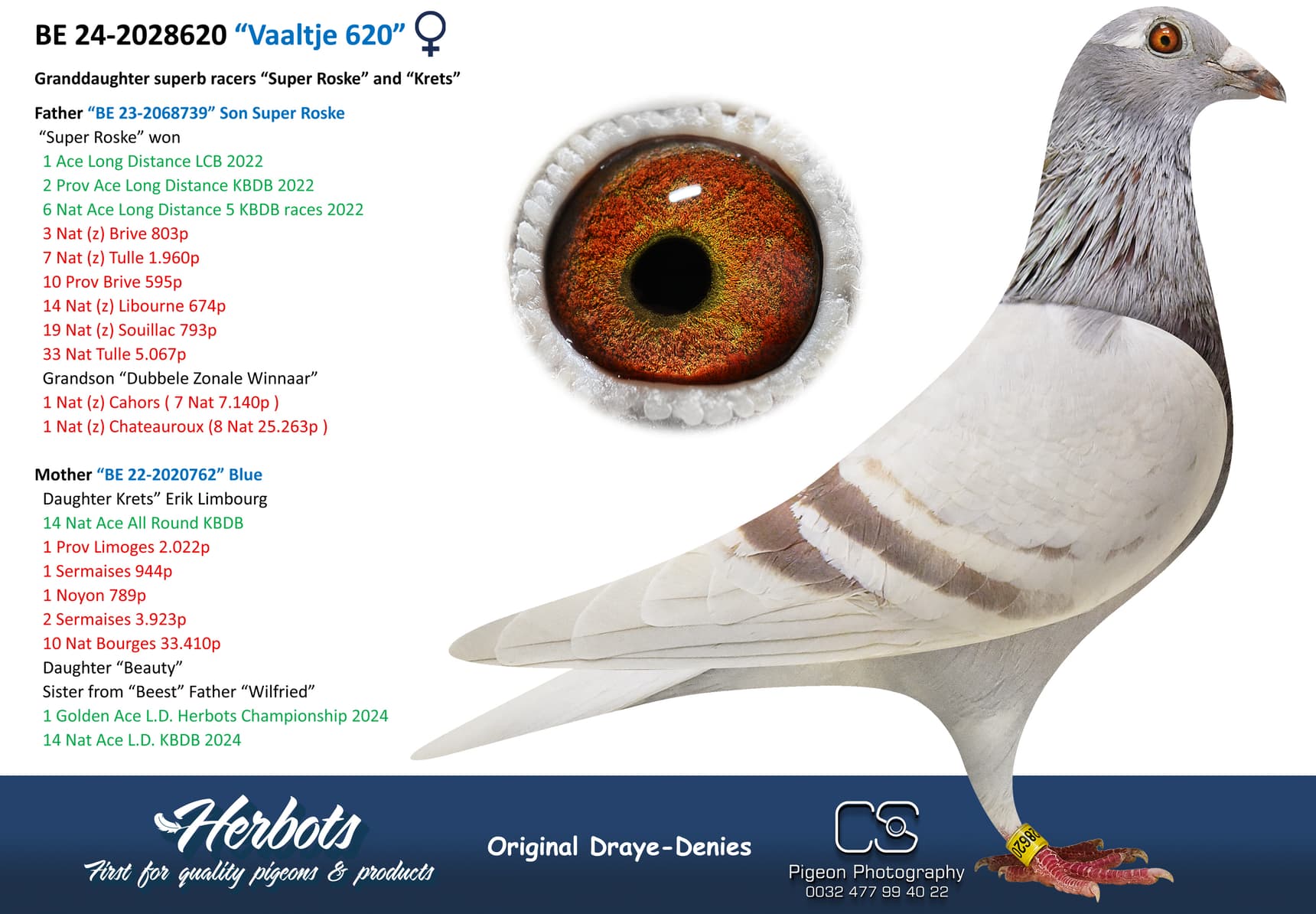 pigeon: undefined
