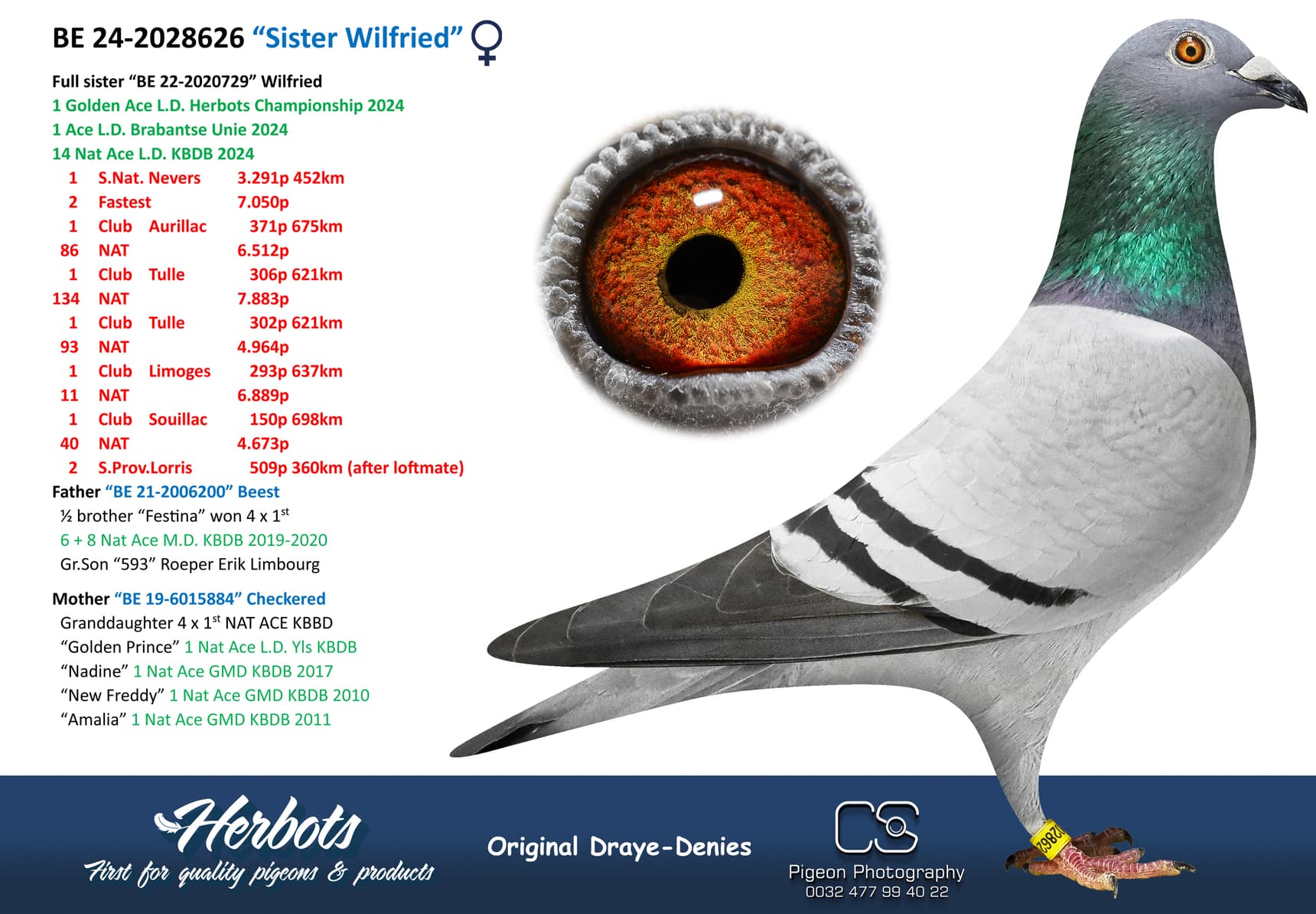 pigeon: undefined