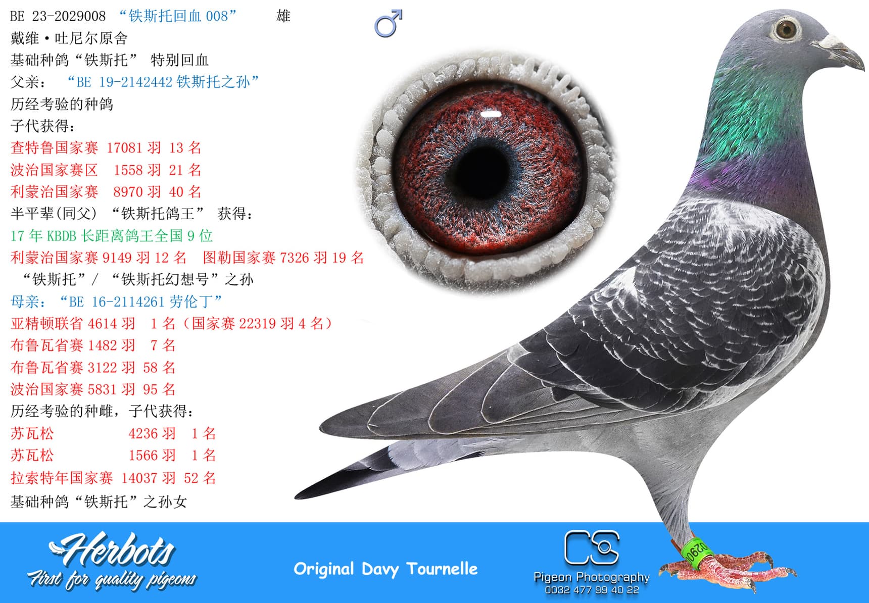 pigeon: undefined