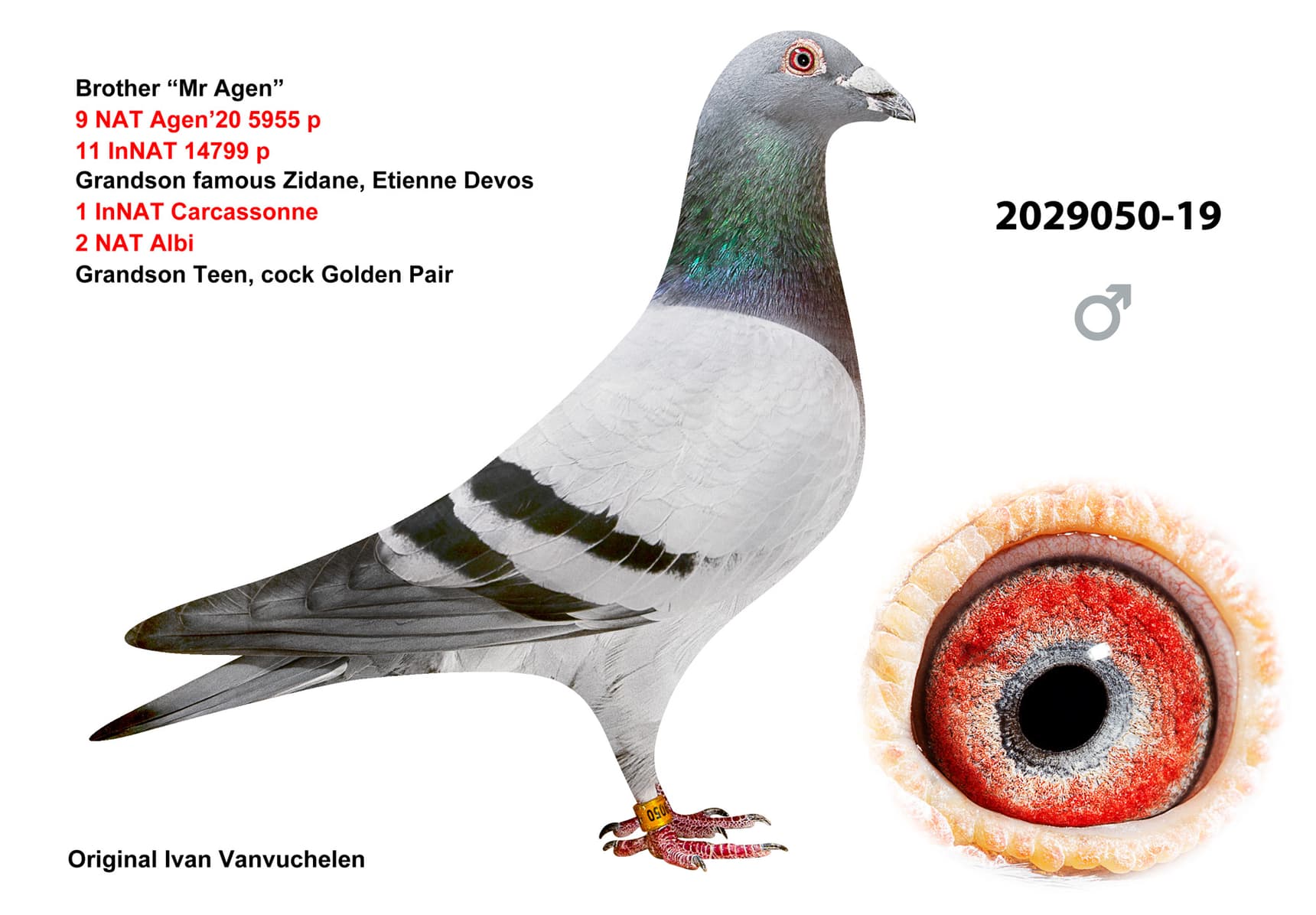 pigeon: undefined