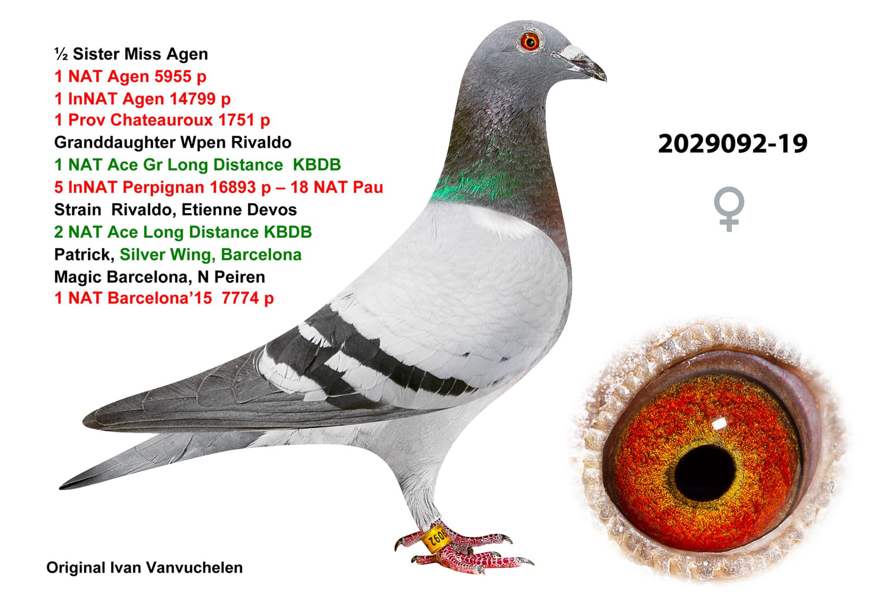 pigeon: undefined