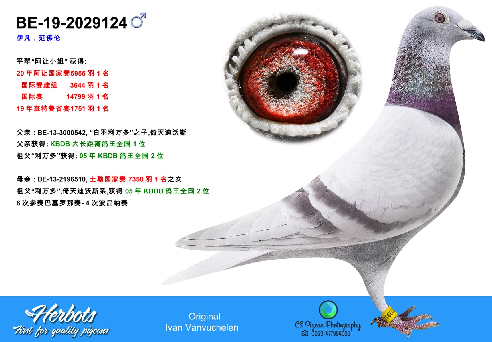 pigeon: Brother Miss Agen