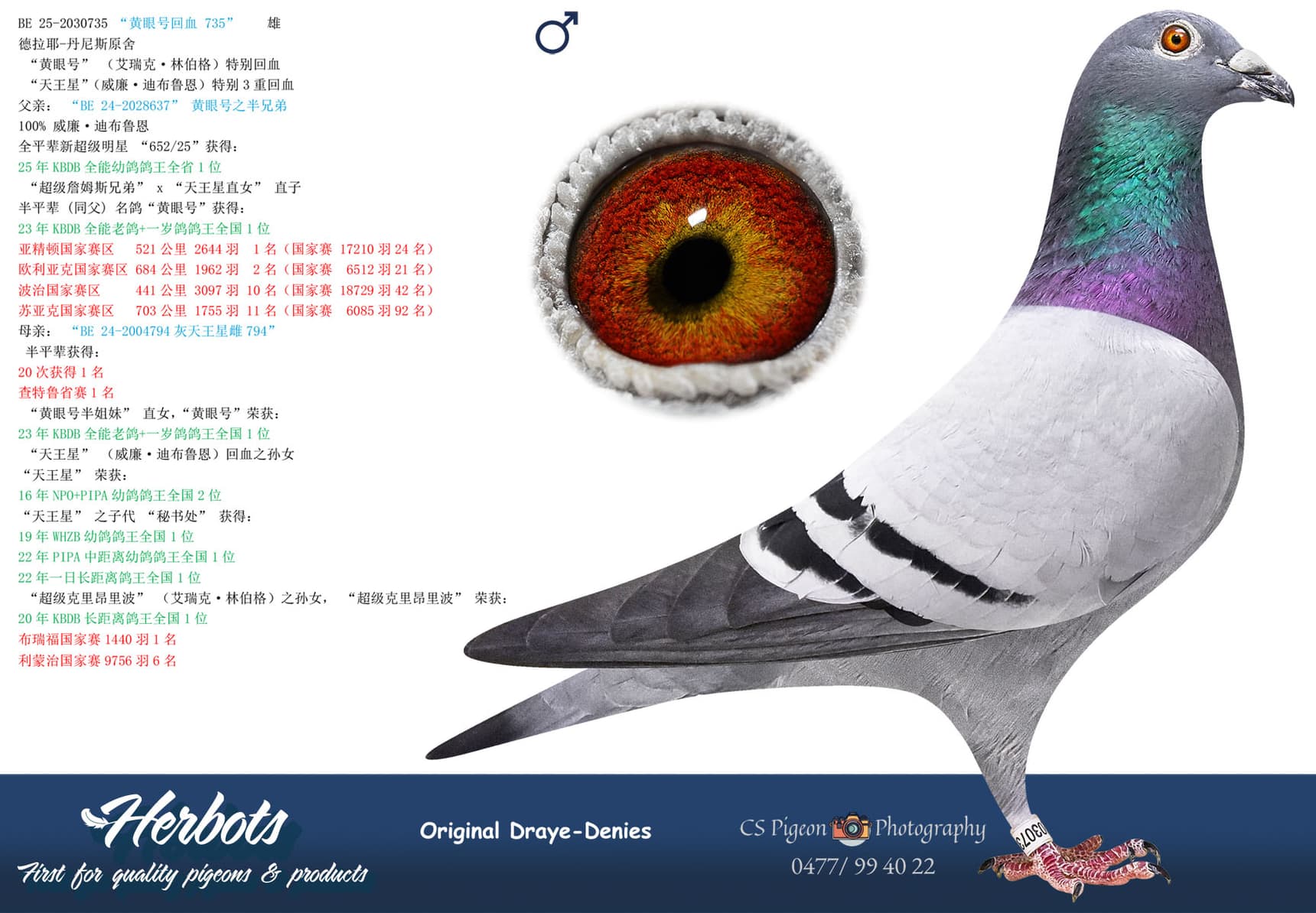 pigeon: undefined
