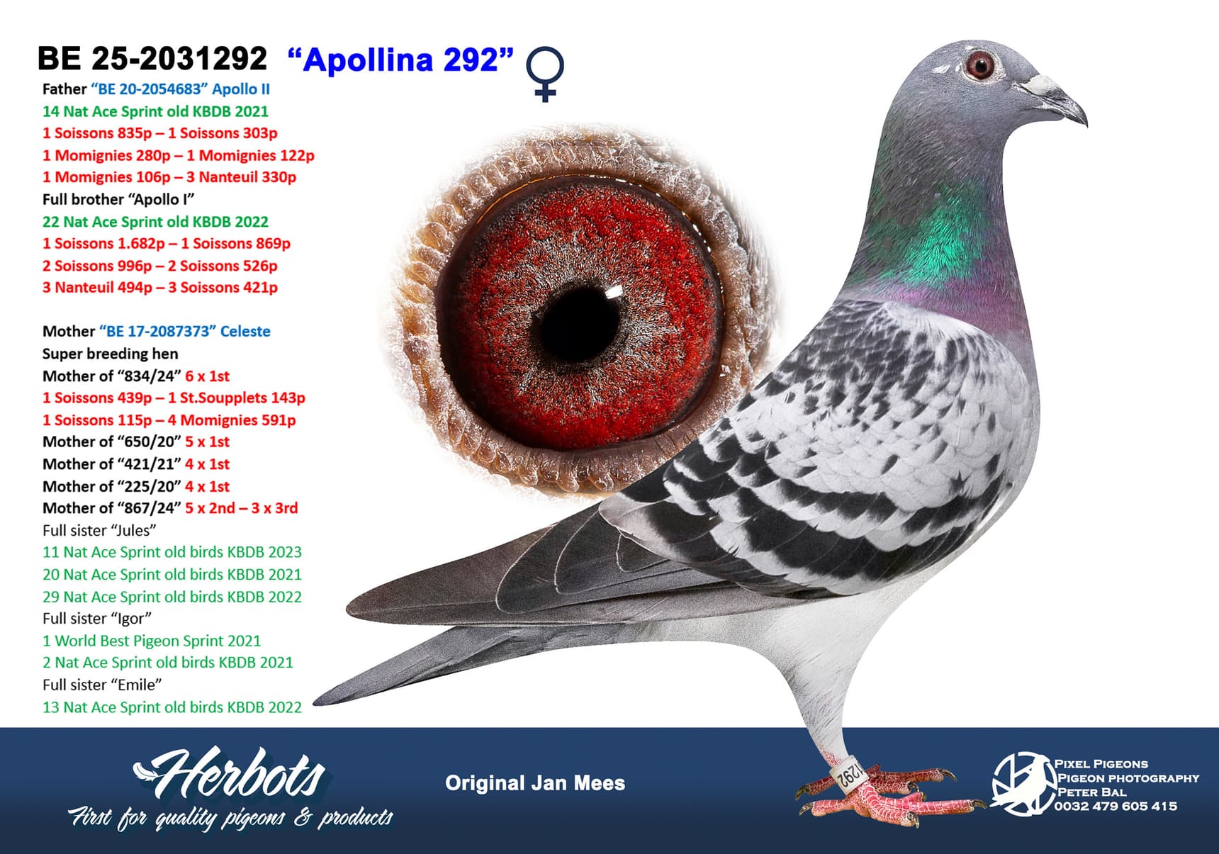 pigeon: undefined