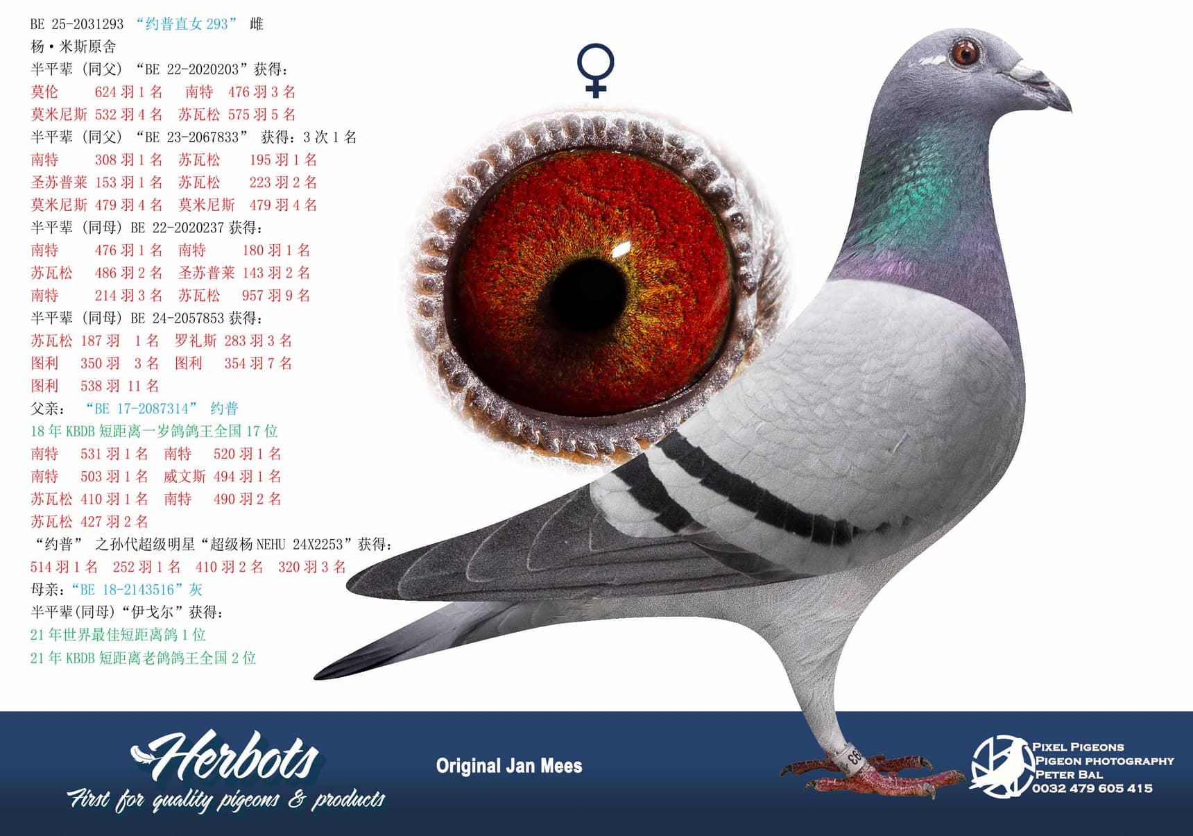 pigeon: undefined