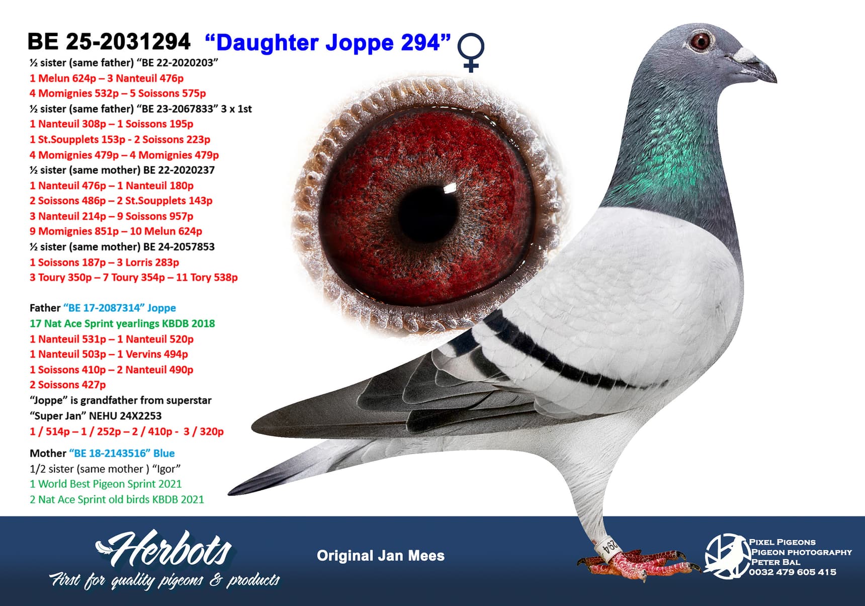 pigeon: undefined