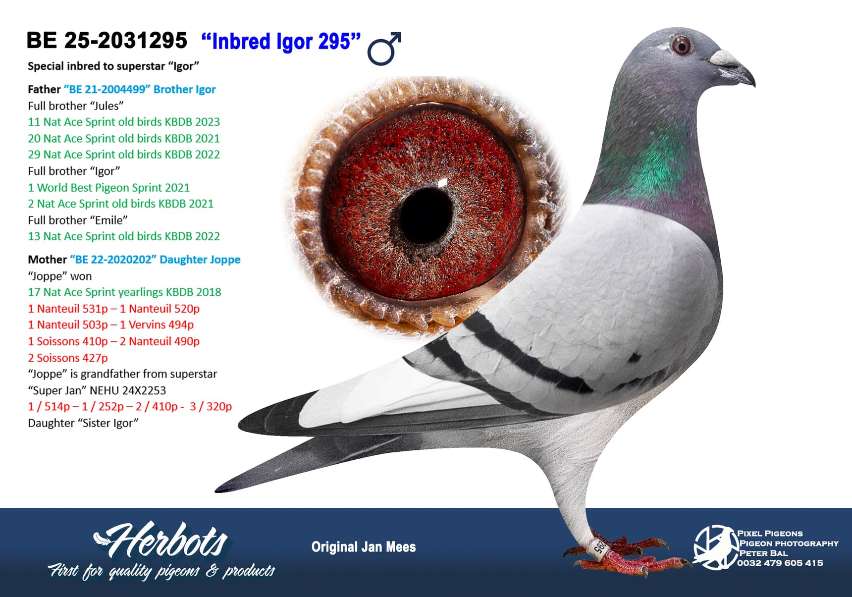 pigeon: undefined