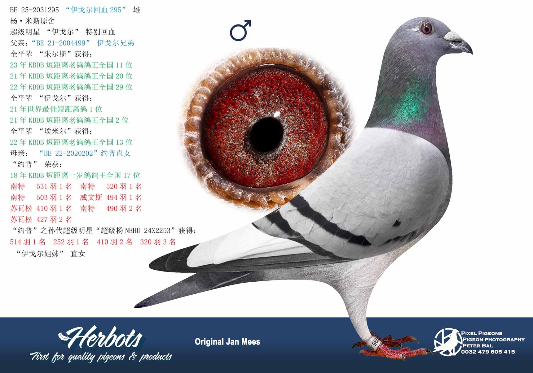 pigeon: undefined