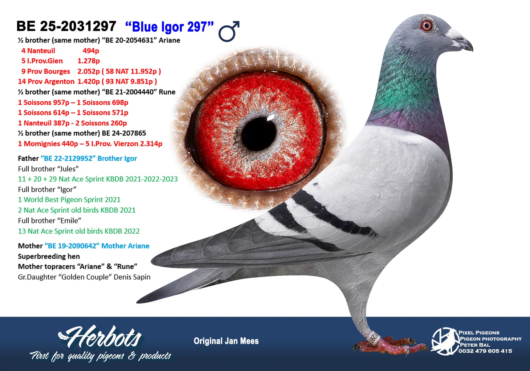 pigeon: undefined