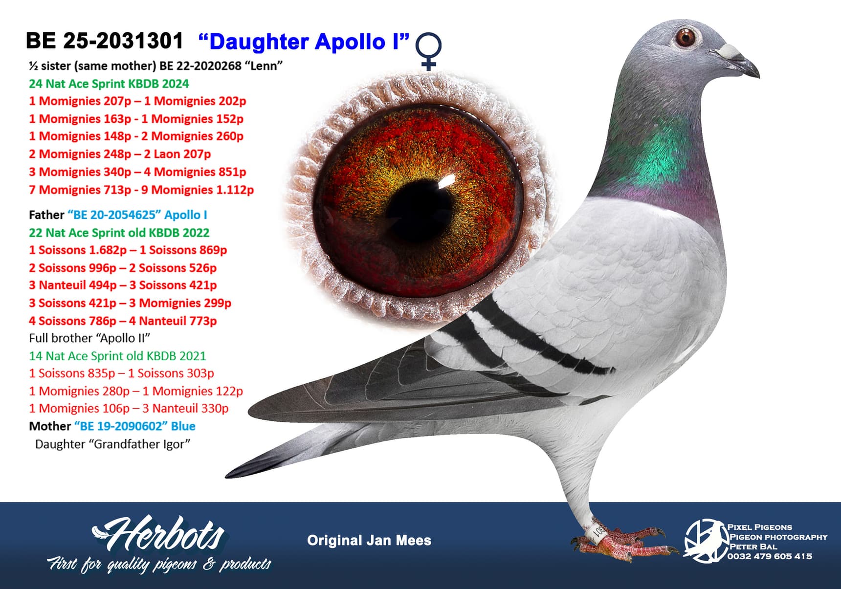 pigeon: undefined