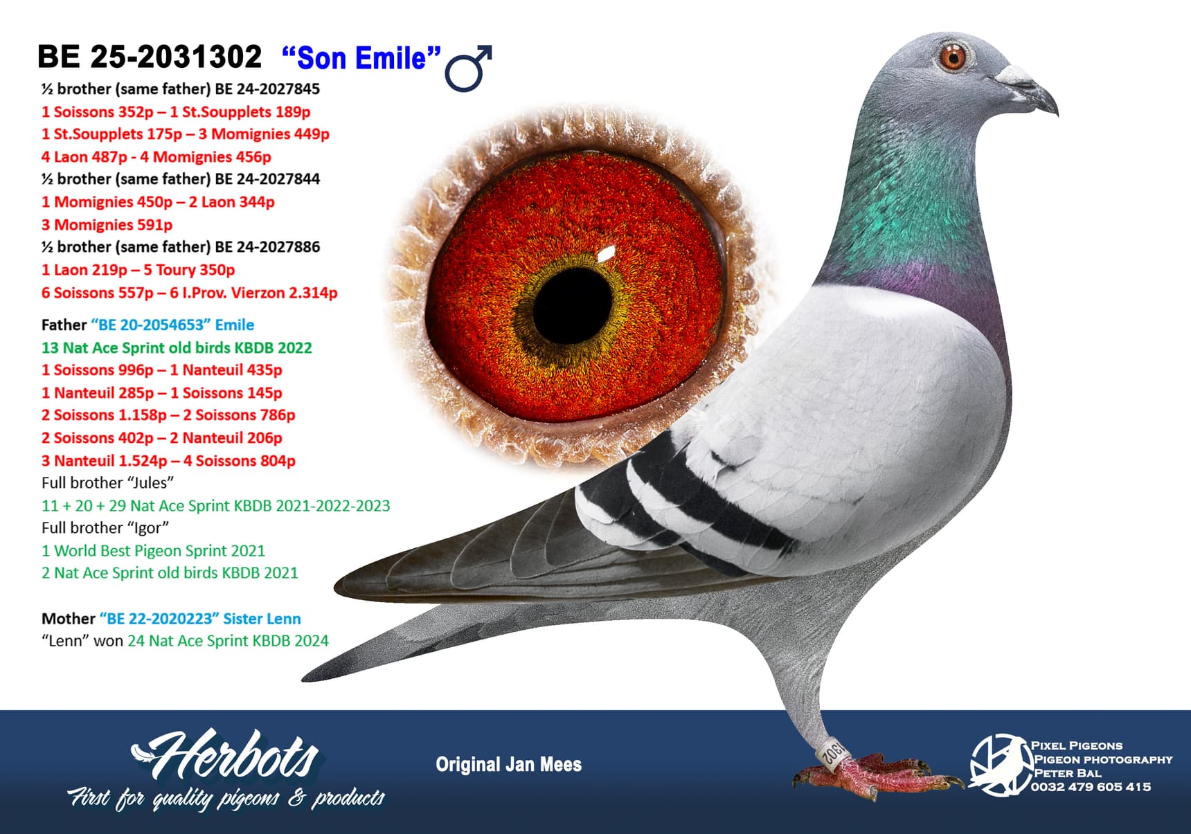 pigeon: undefined