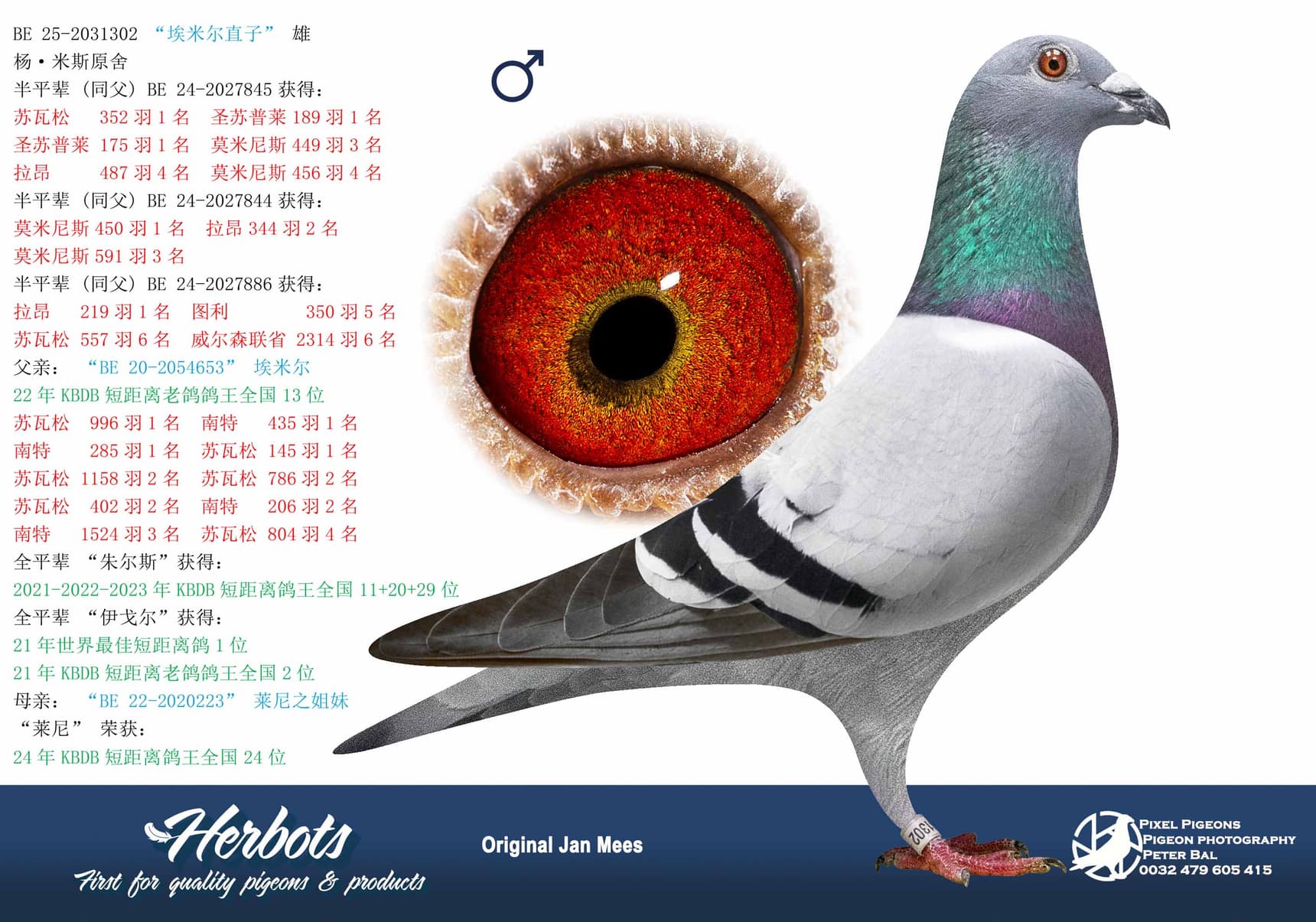pigeon: undefined