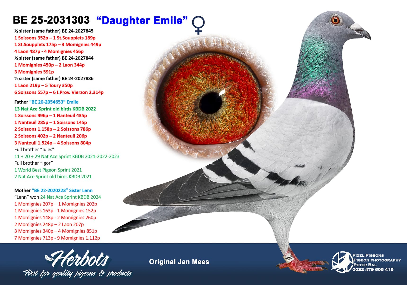 pigeon: undefined
