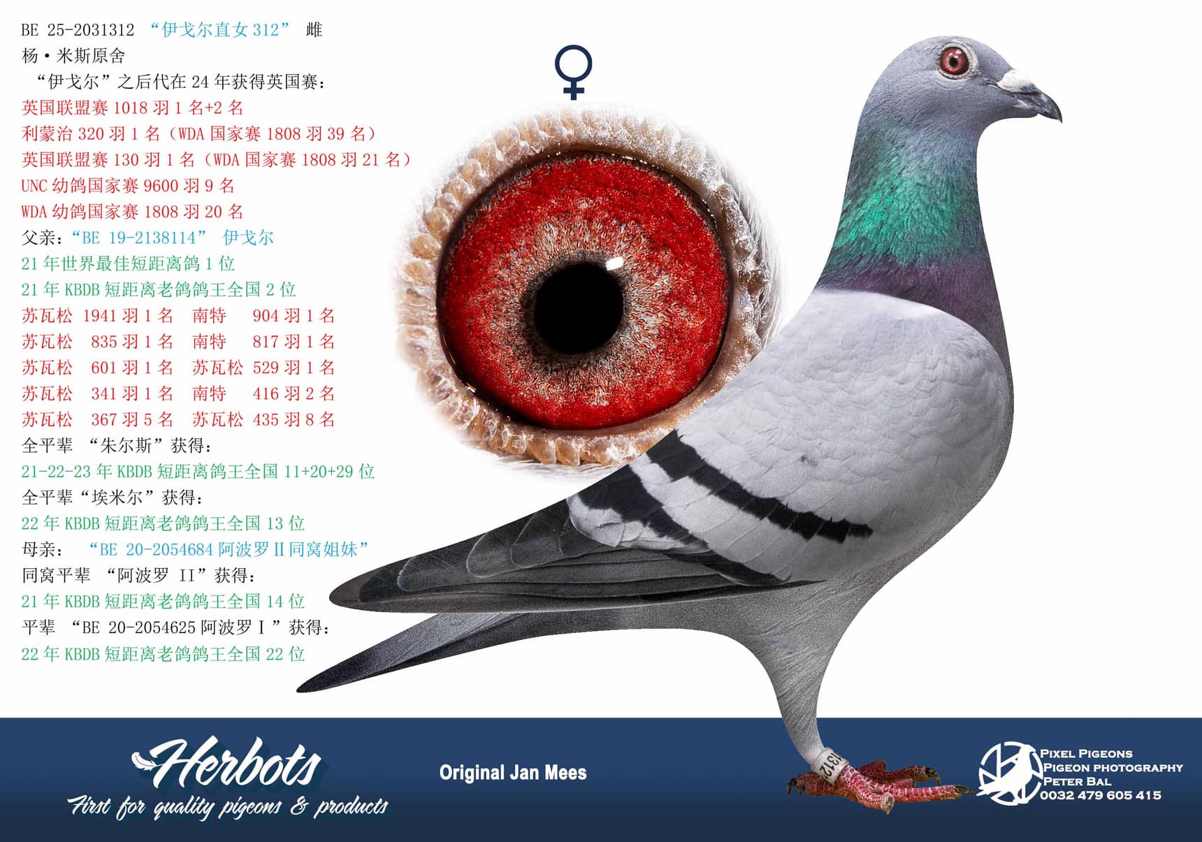 pigeon: undefined