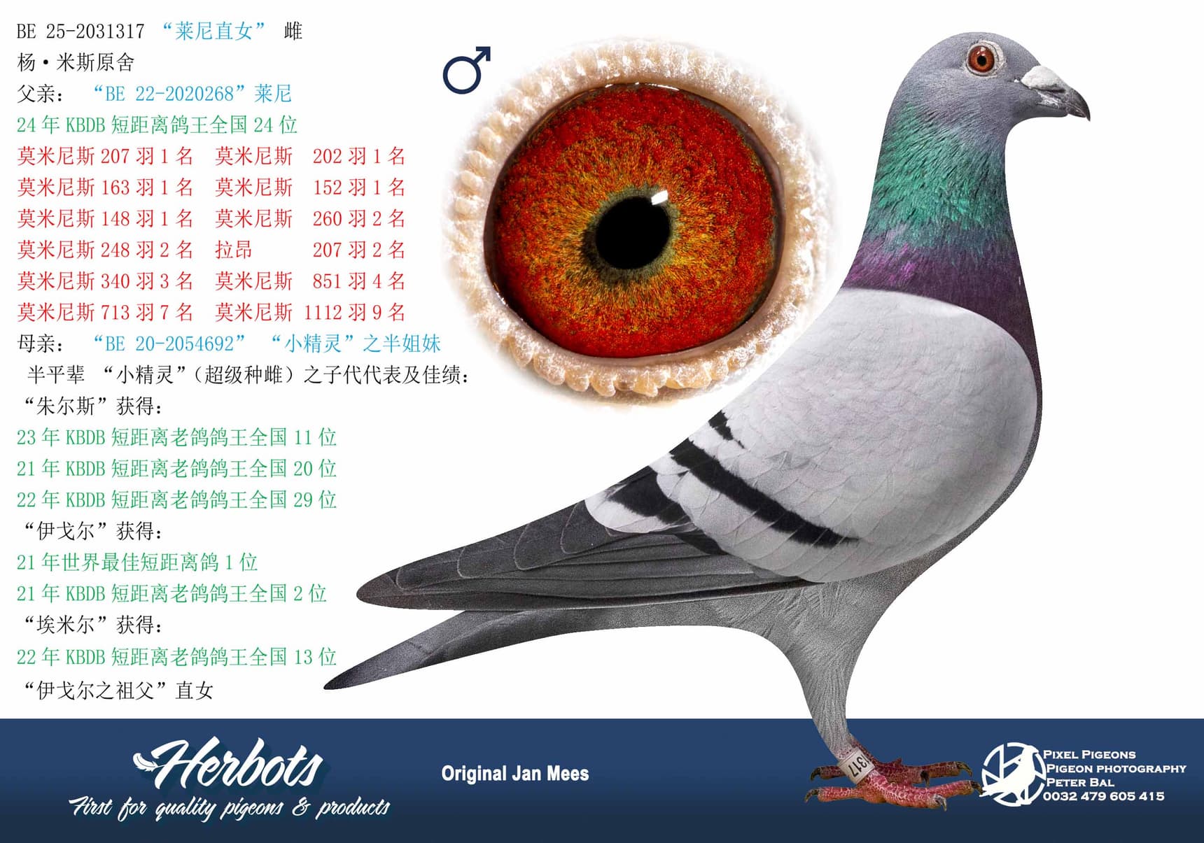 pigeon: undefined