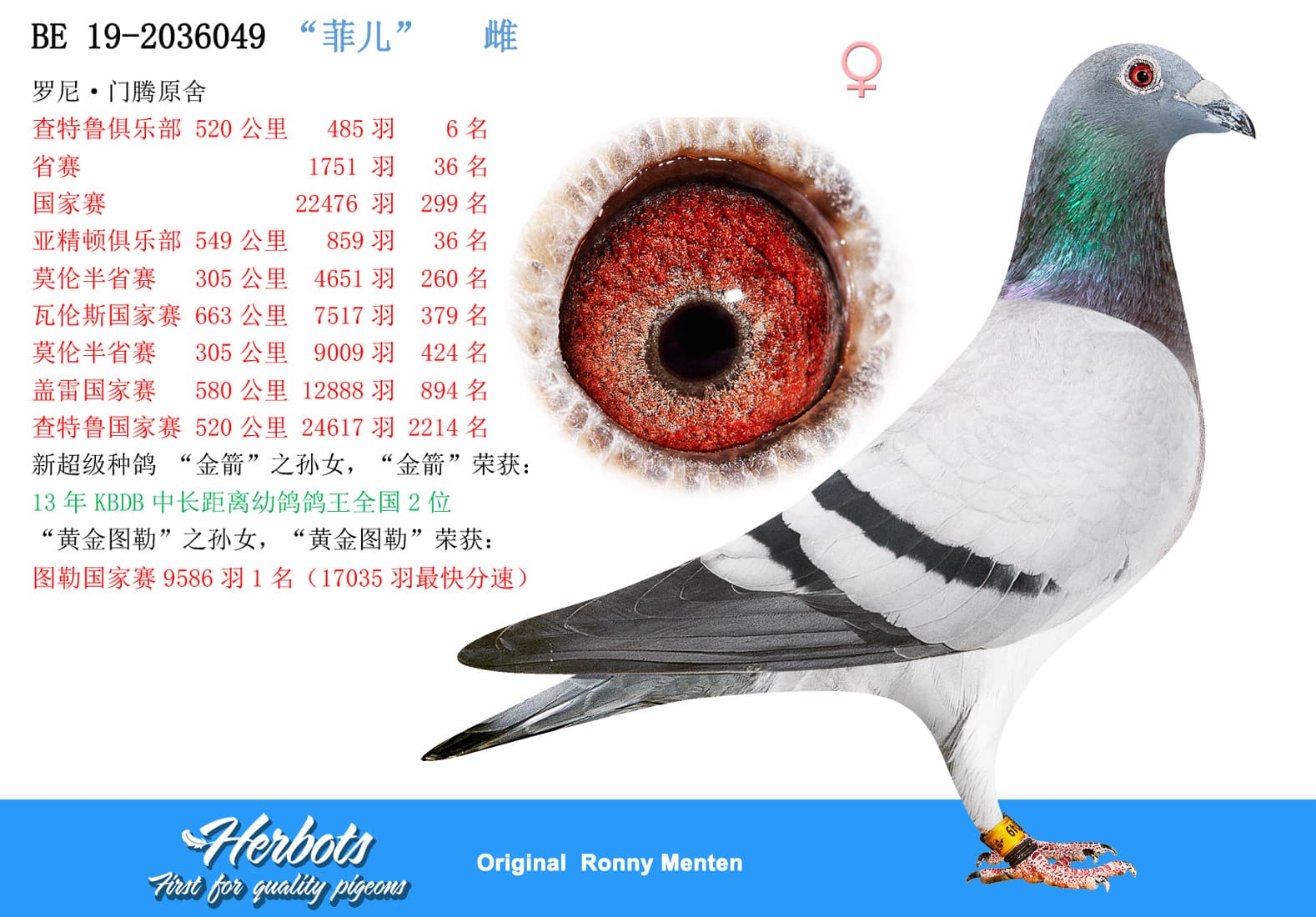 pigeon: undefined