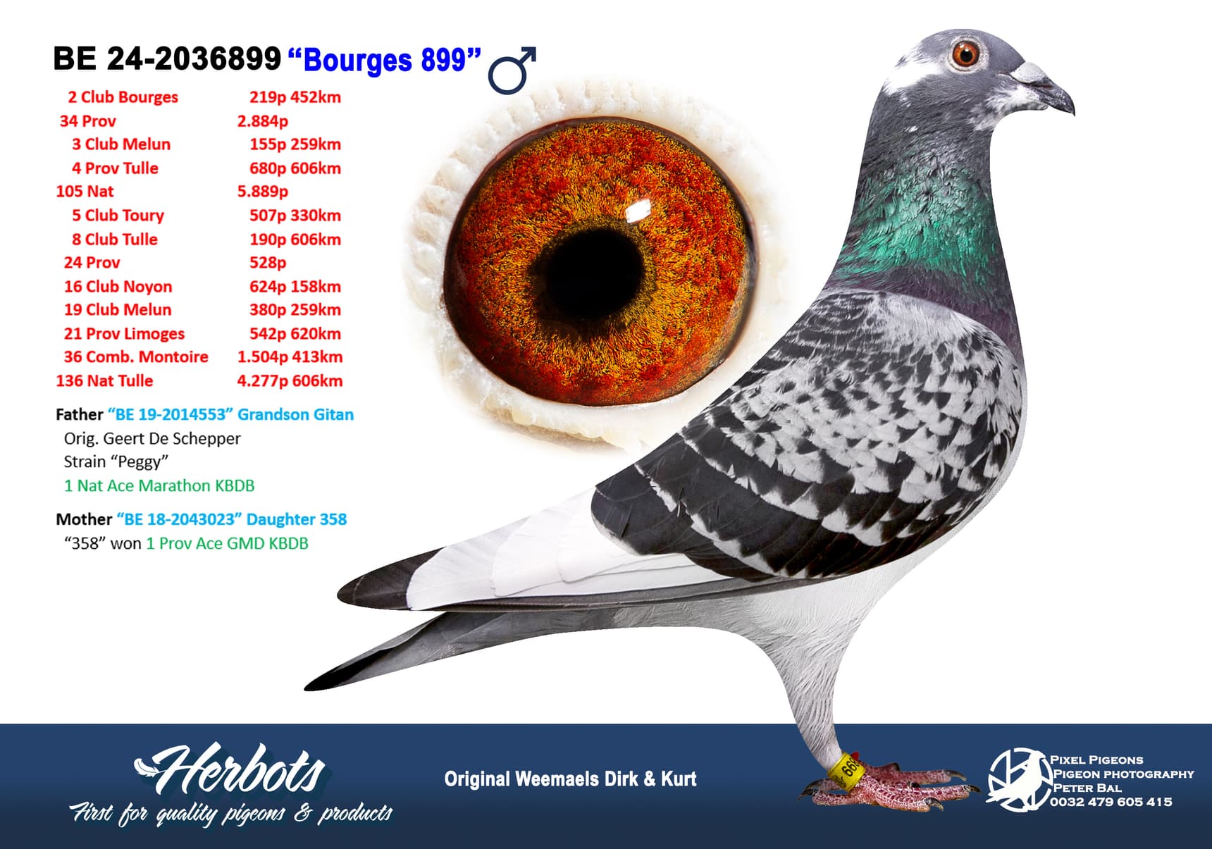 pigeon: undefined