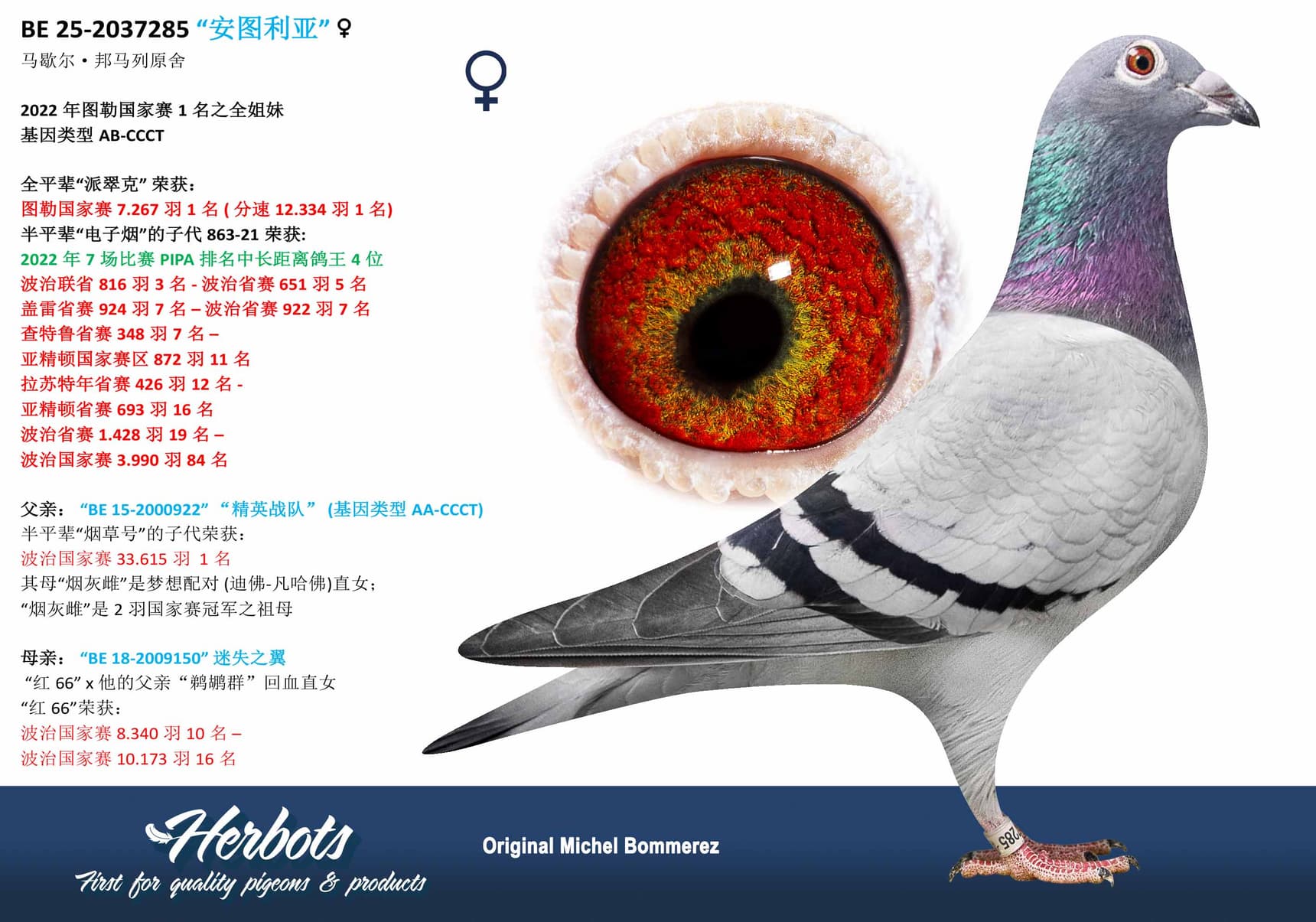 pigeon: undefined