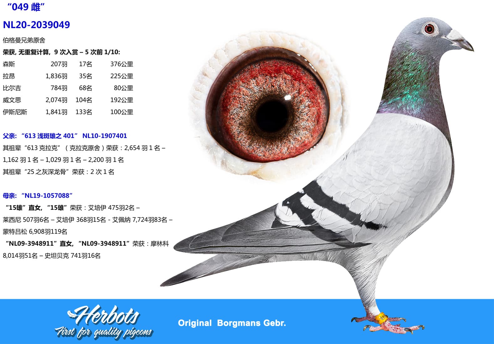 pigeon: undefined
