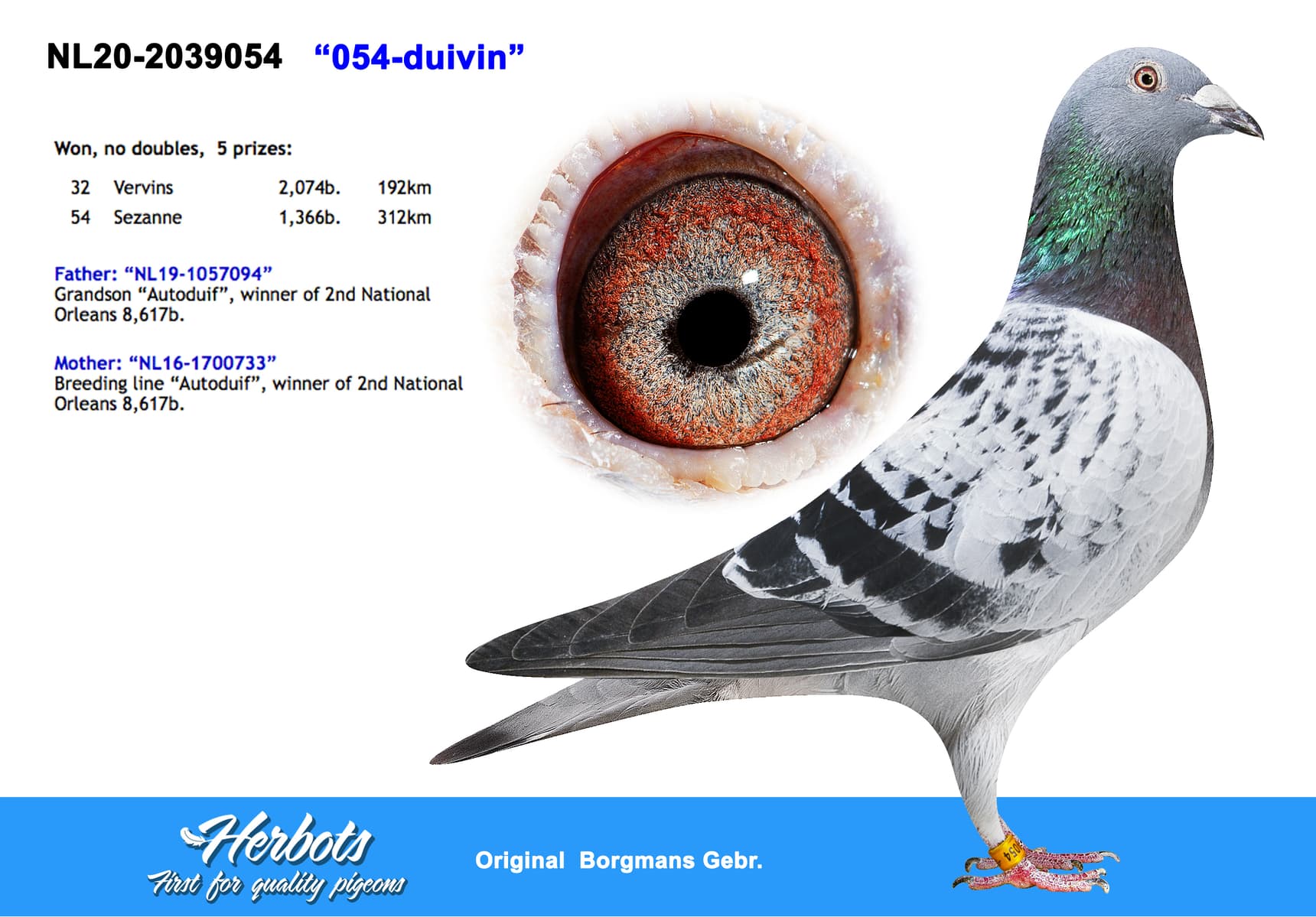 pigeon: undefined