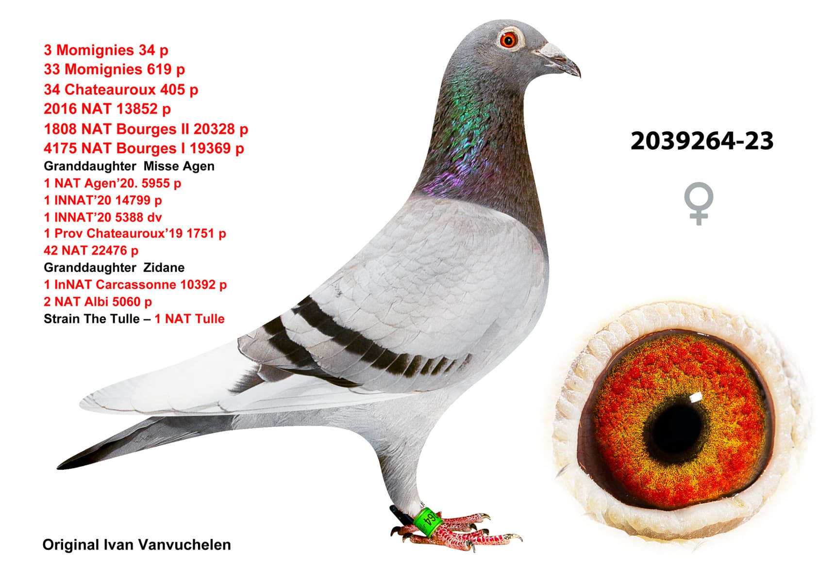 pigeon: undefined