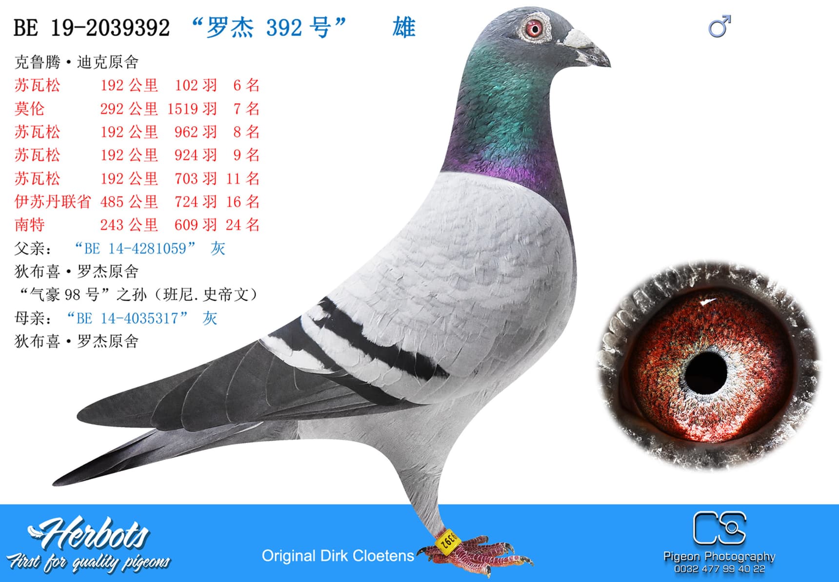 pigeon: undefined
