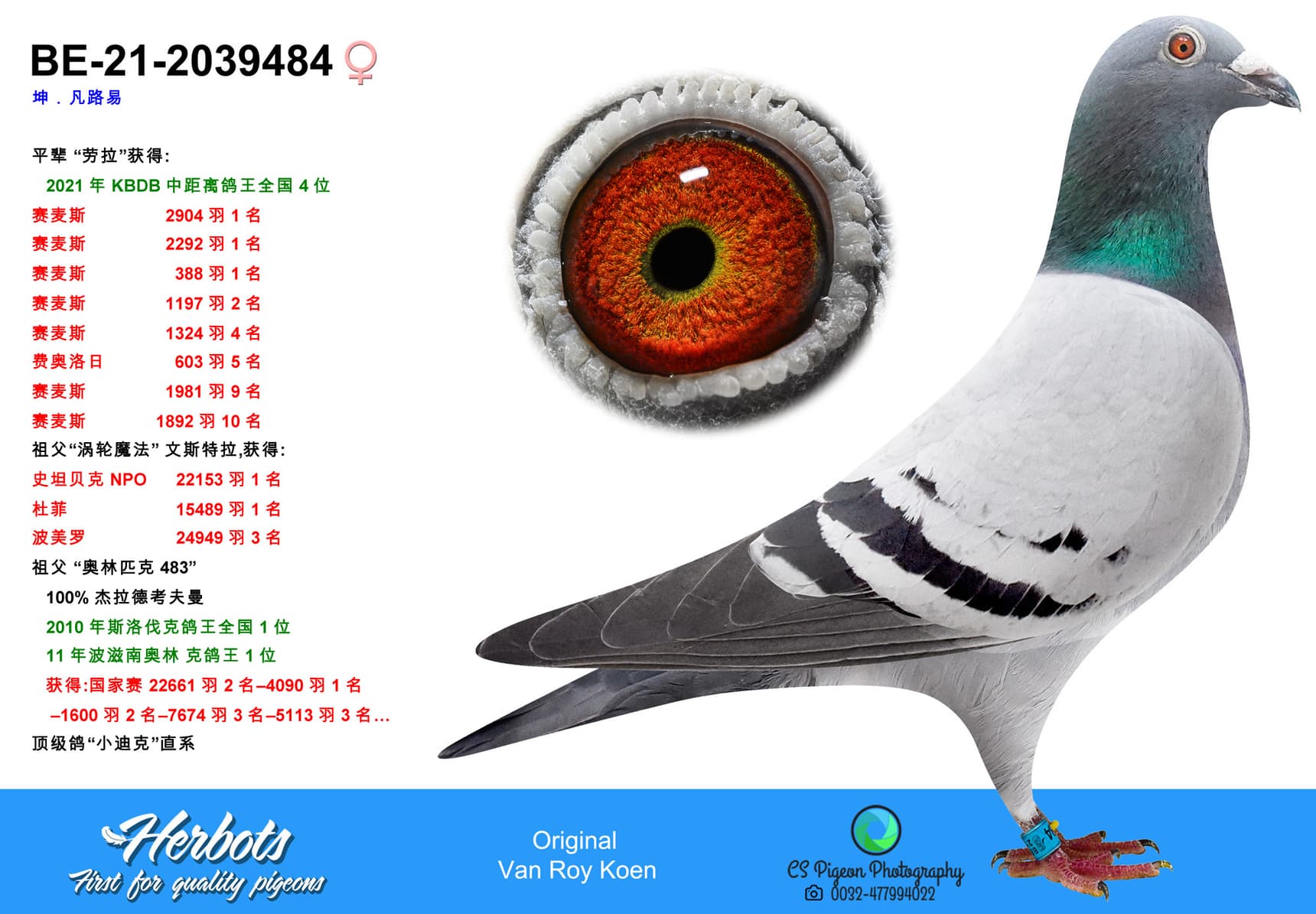 pigeon: Sister Laura