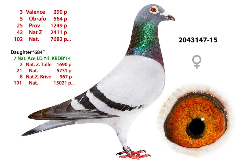 pigeon: undefined