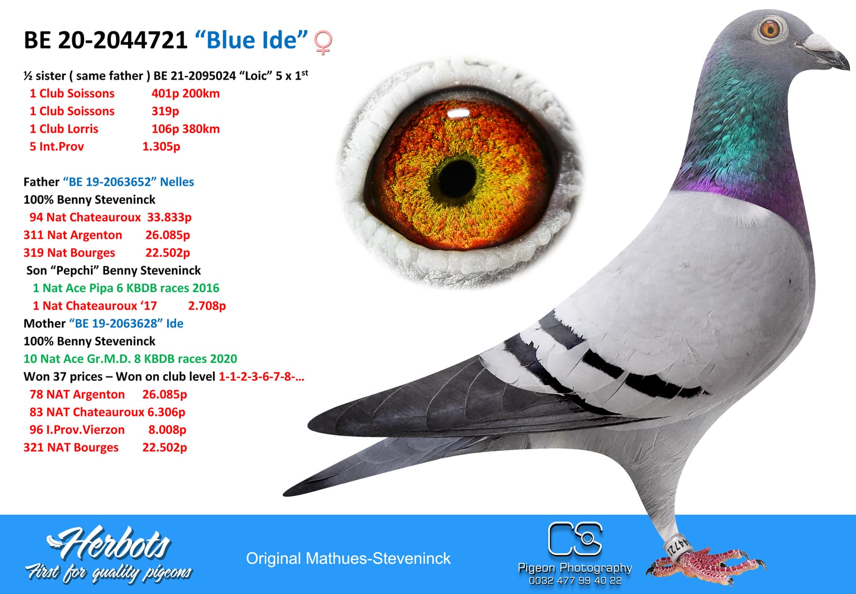 pigeon: undefined