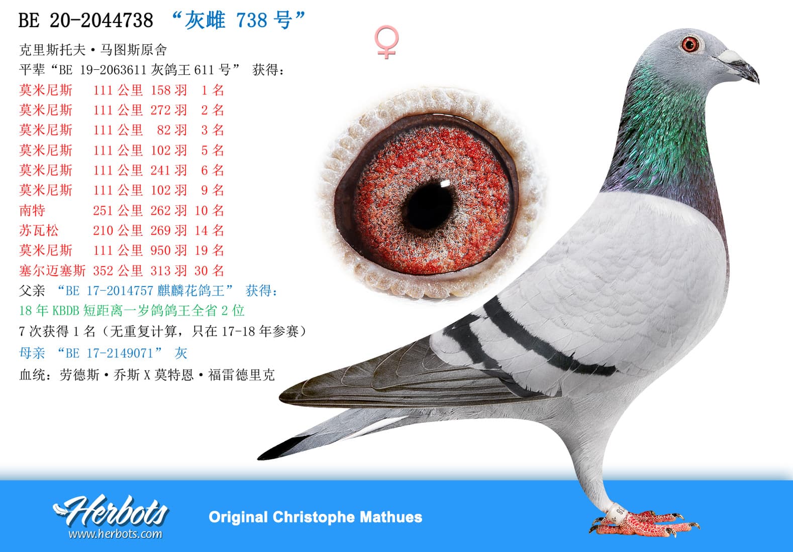 pigeon: undefined