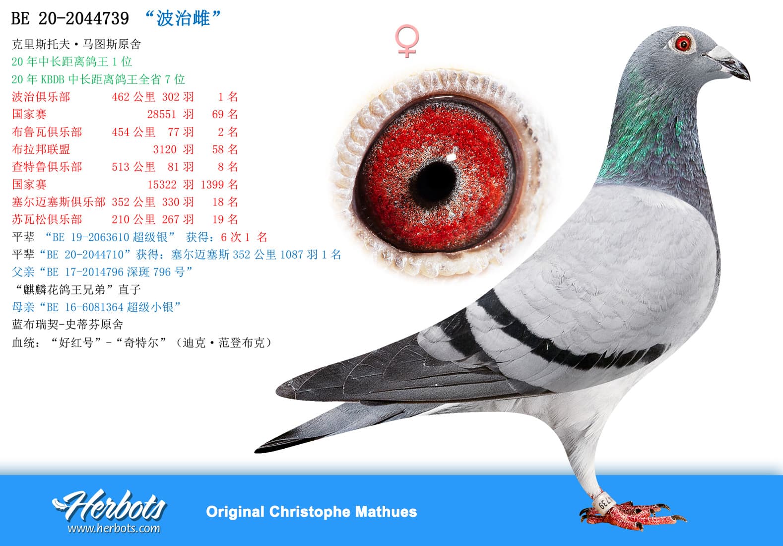 pigeon: undefined