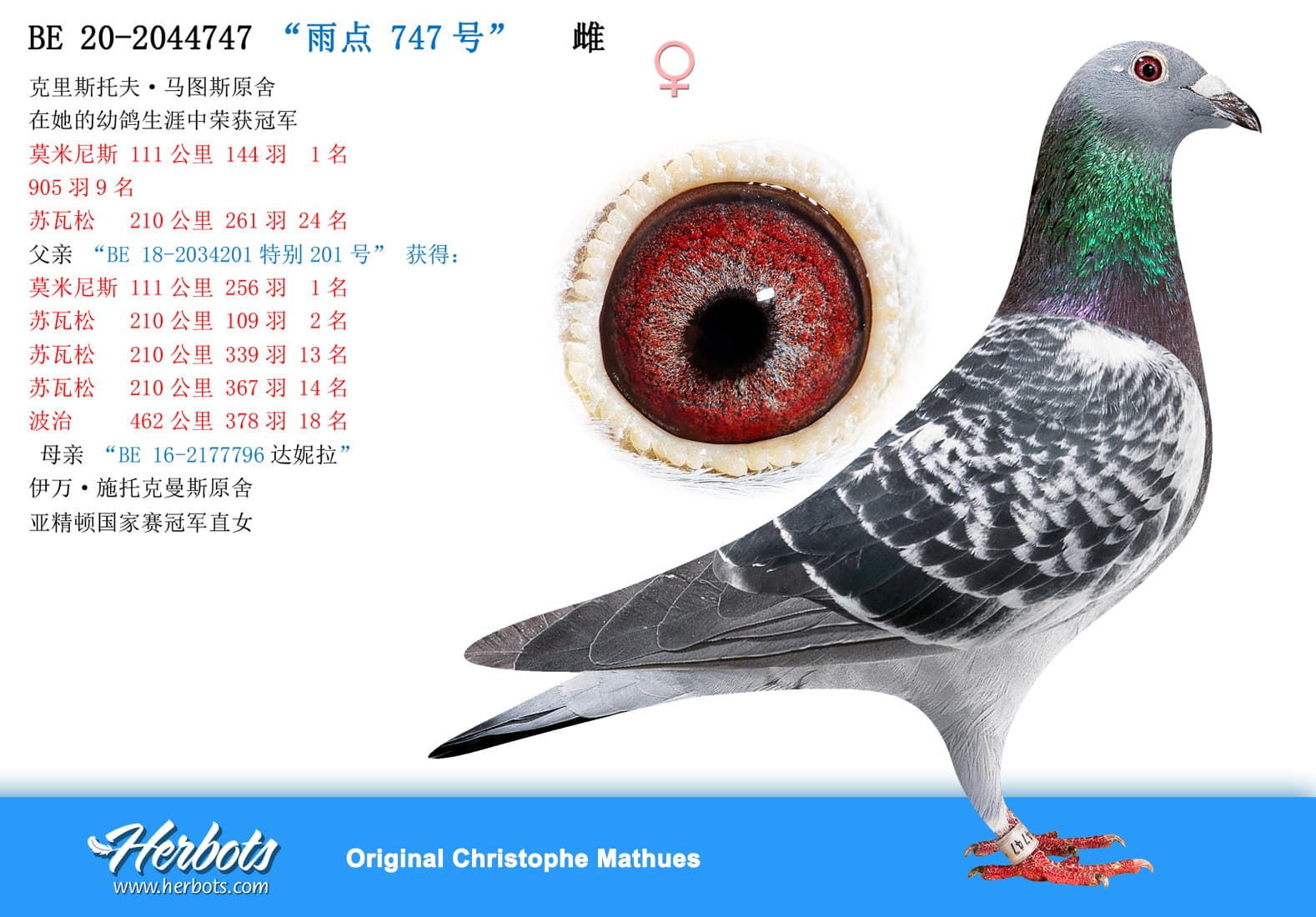 pigeon: undefined