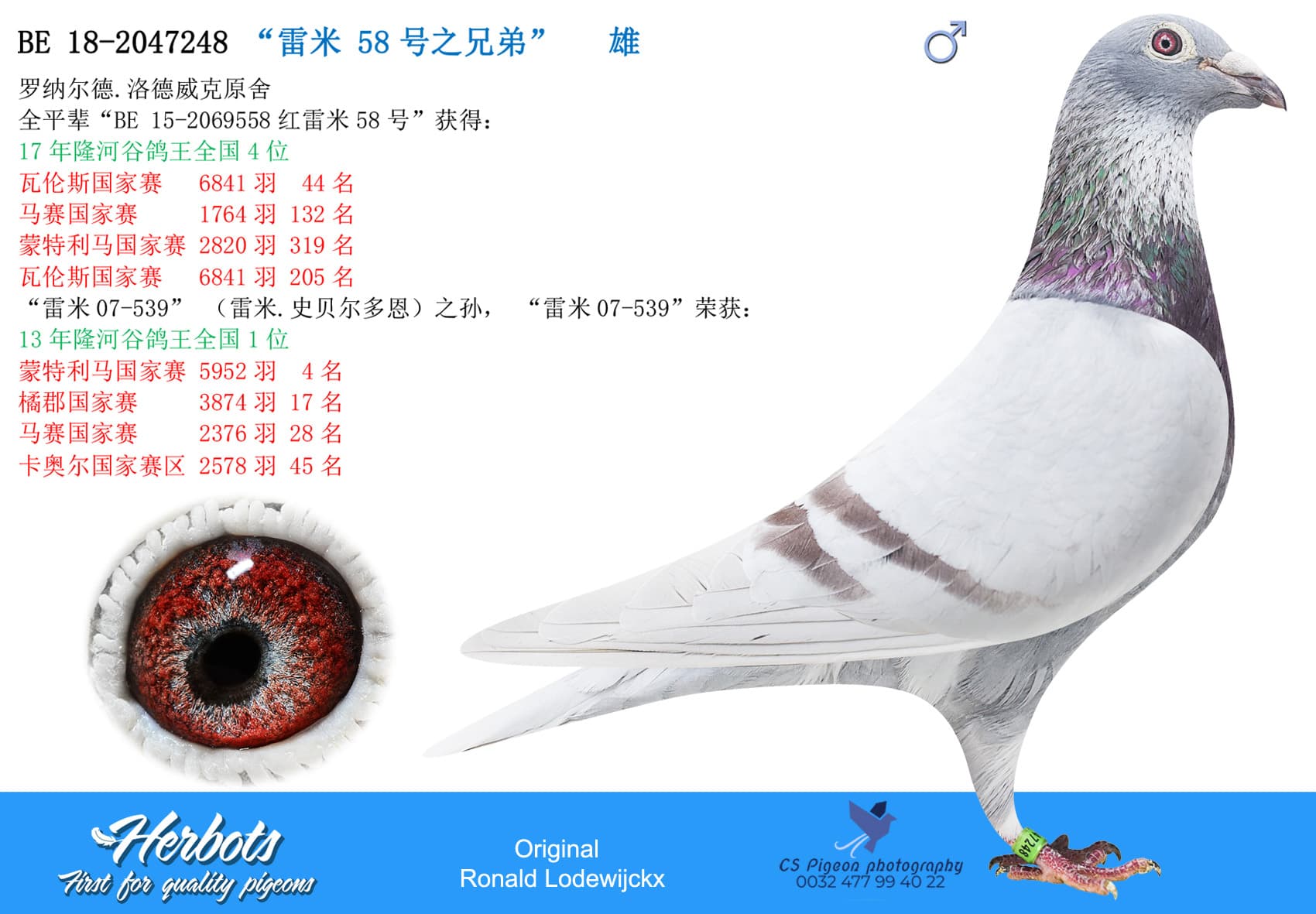 pigeon: undefined
